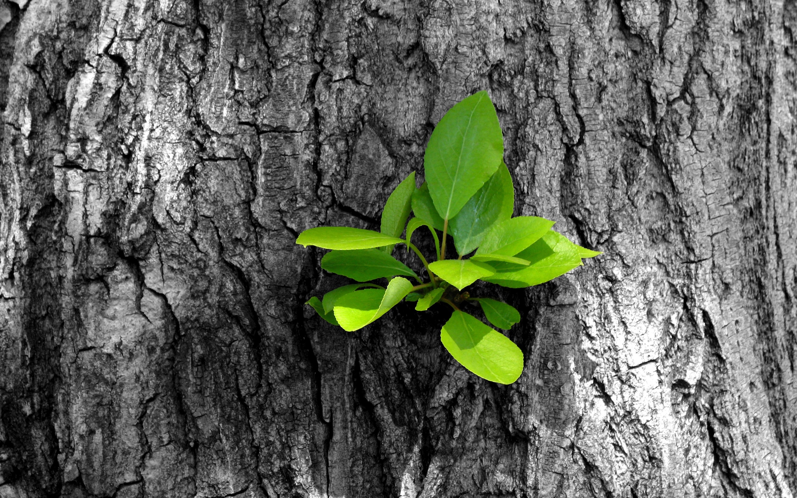 carta da parati nuova vita,pianta,foglia,natura,albero,verde