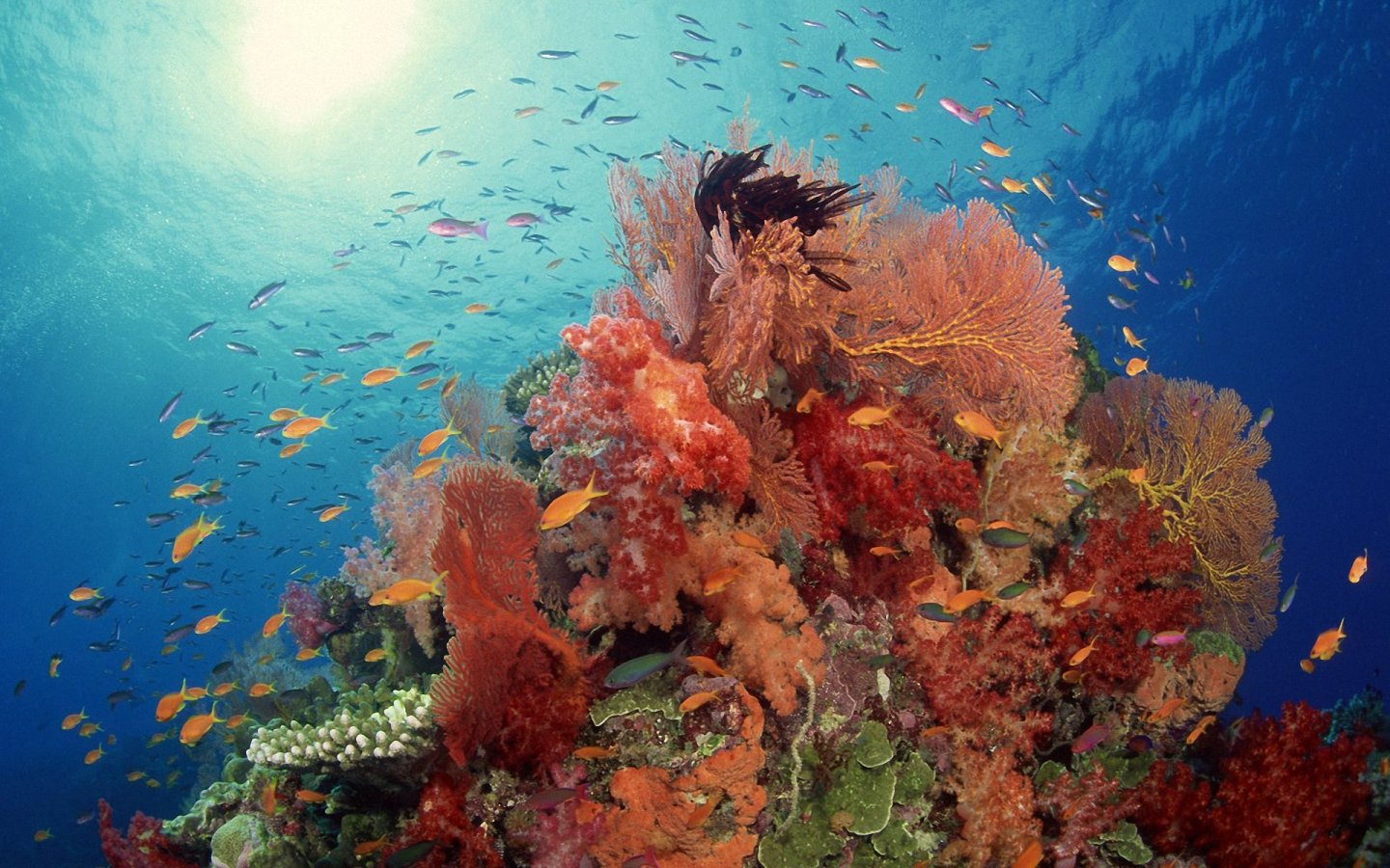 leben tapeten kostenlos,riff,unter wasser,korallenriff,meeresbiologie,koralle