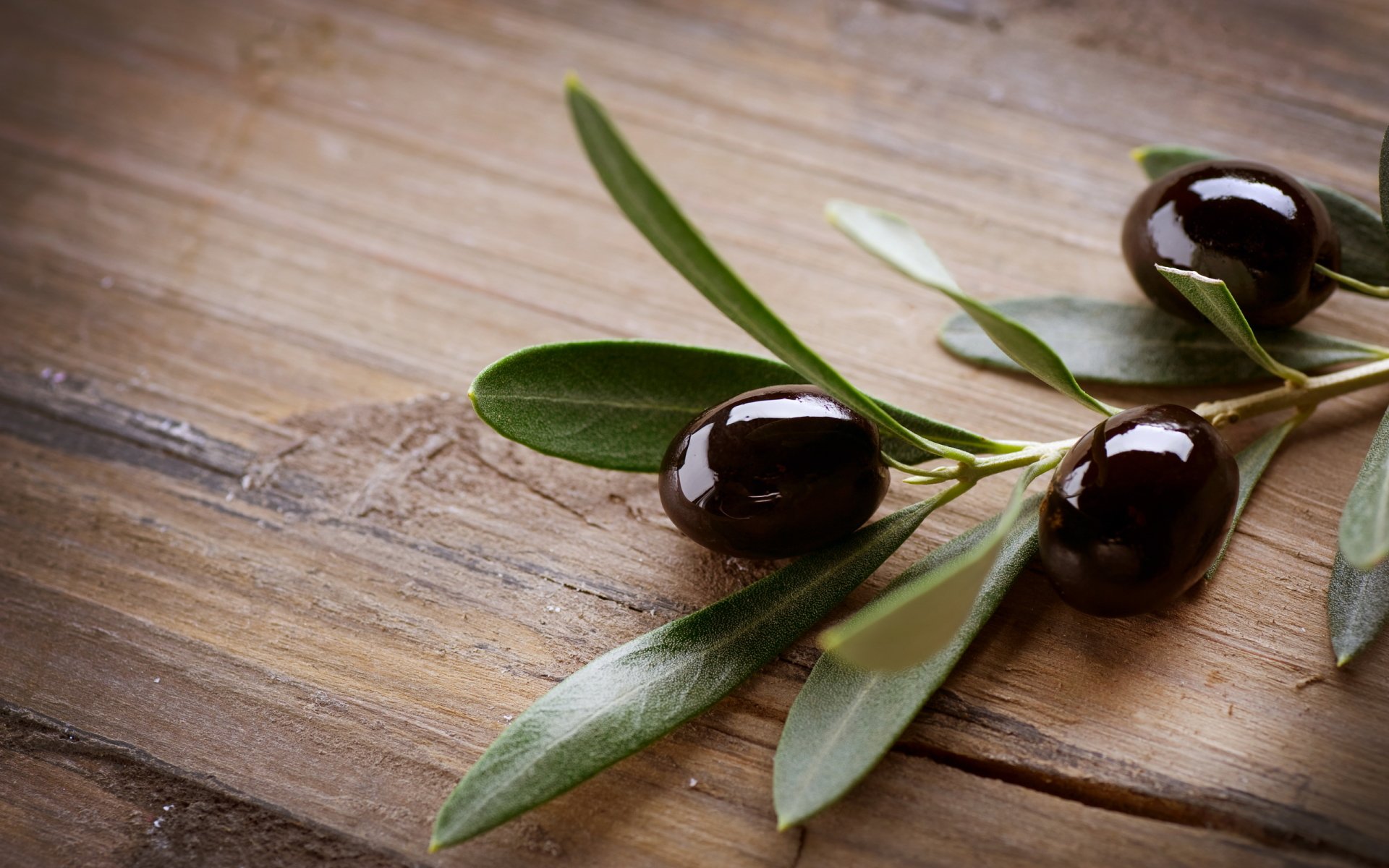 oliventapete,olive,pflanze,baum,blume,obst