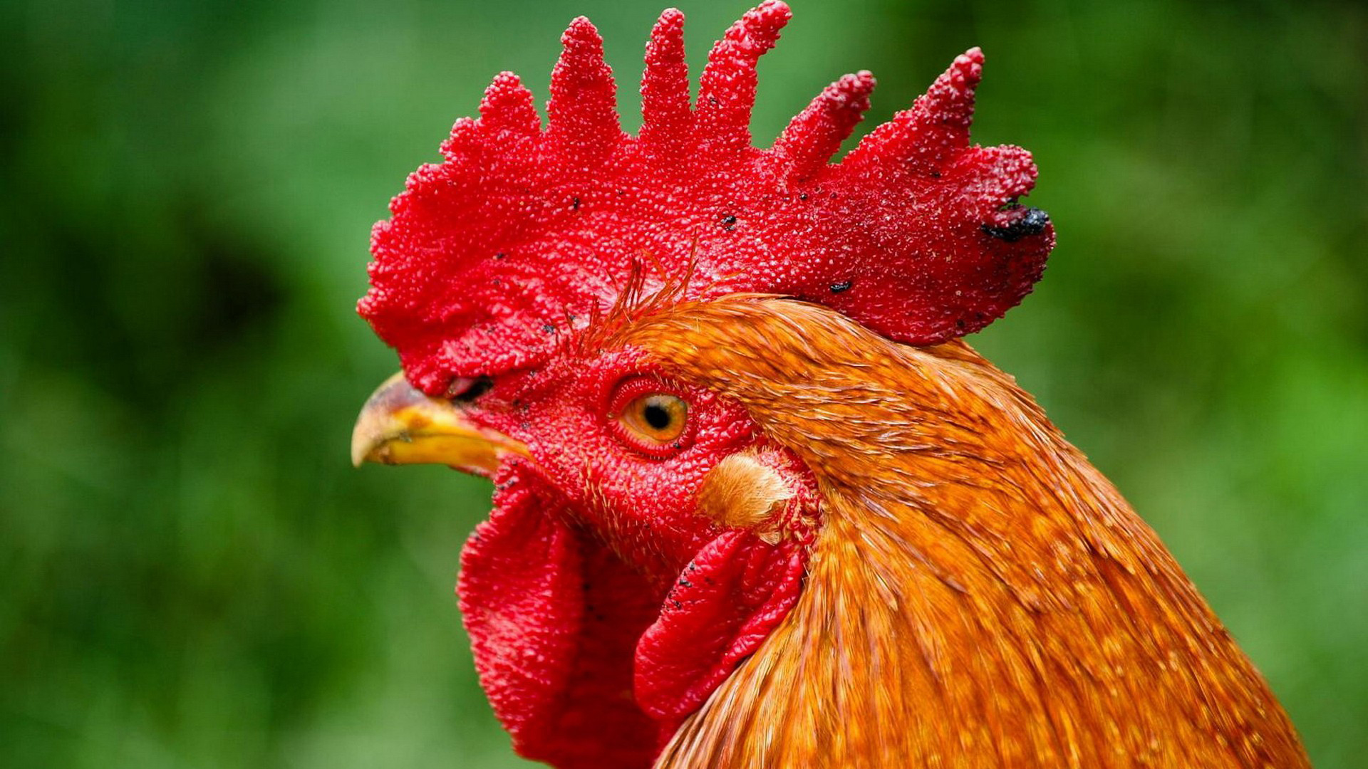 carta da parati gallo,pollo,uccello,gallo,pollame,rosso