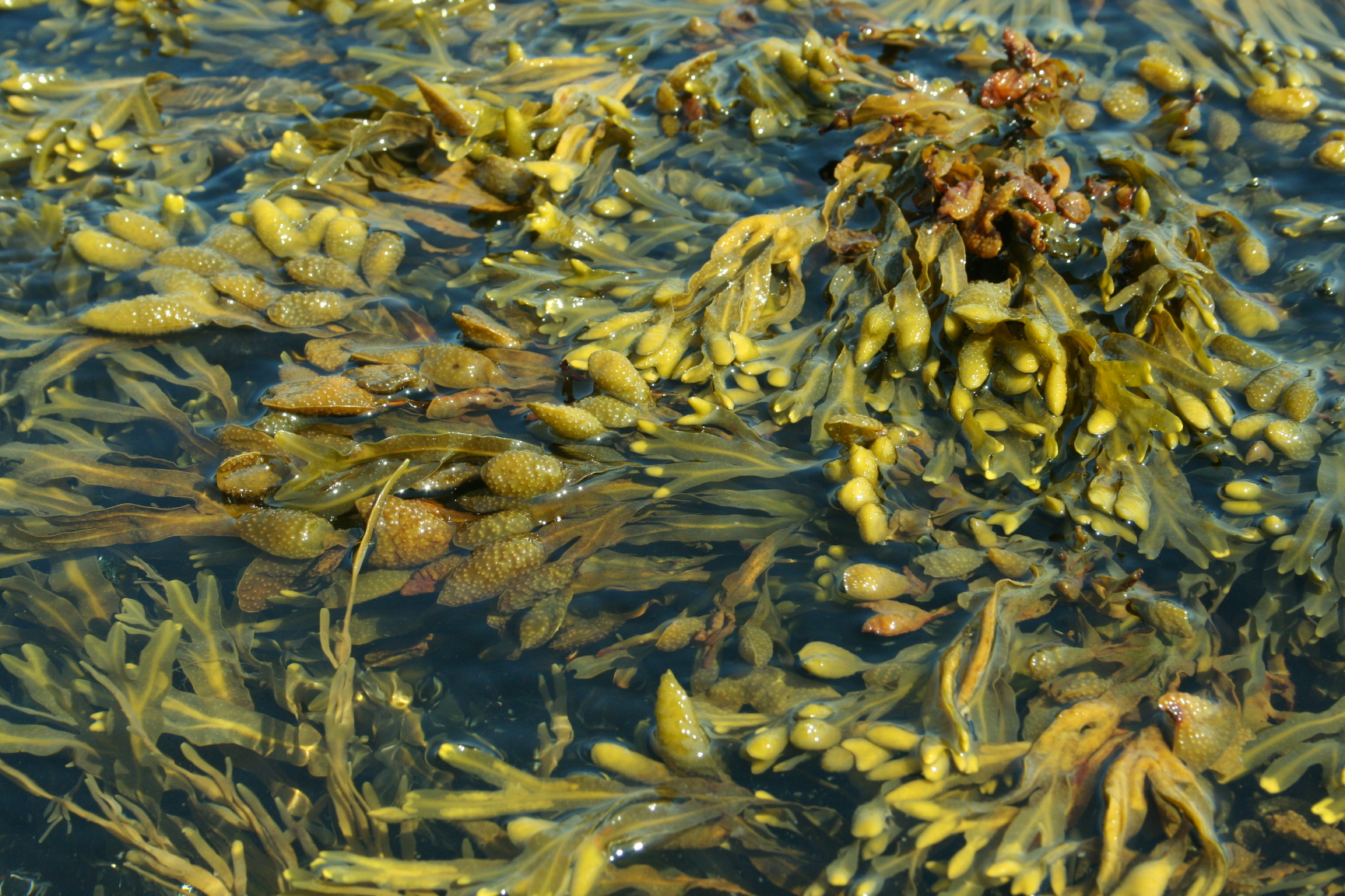 fondo de pantalla de algas,algas marinas,macrocystis,planta,comida vegetariana