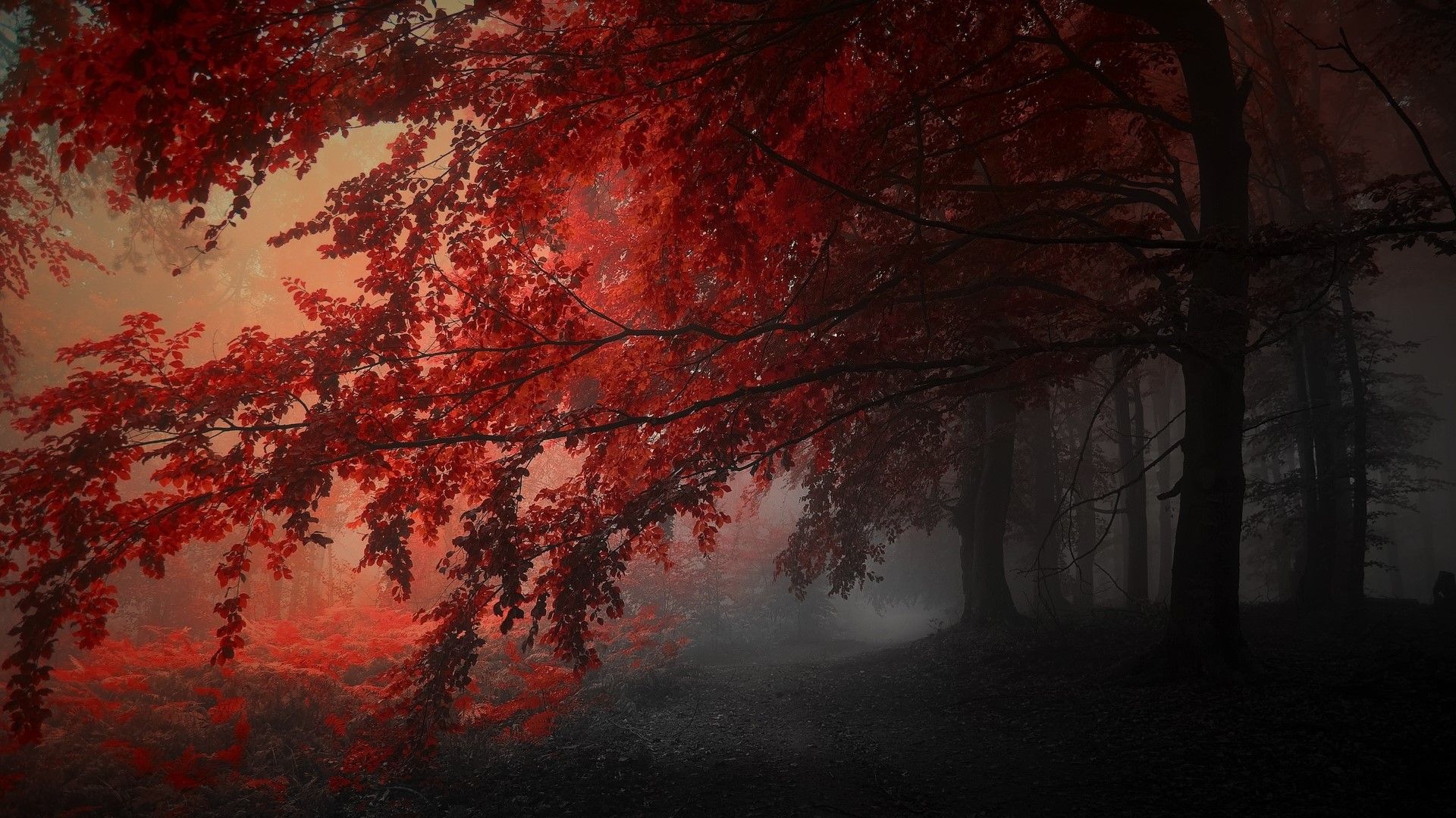 fond d'écran cramoisi,la nature,rouge,arbre,paysage naturel,ciel