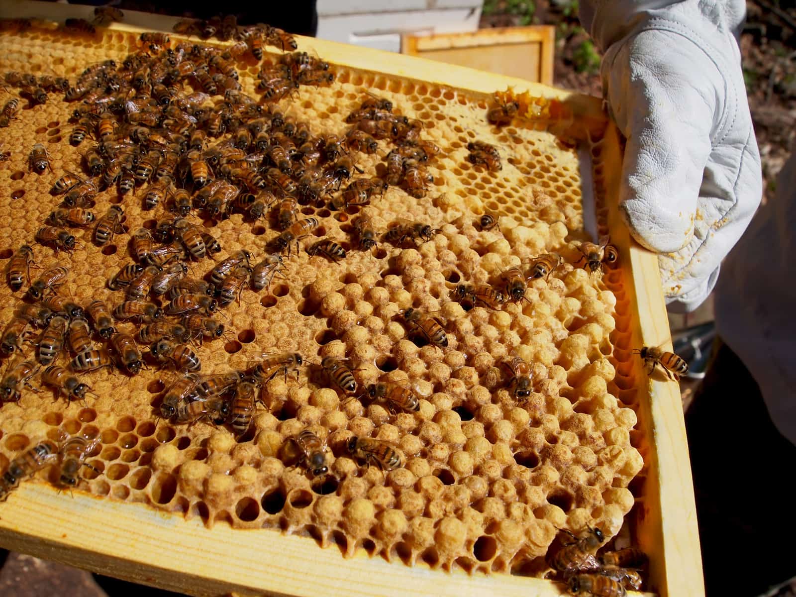 papier peint ruche,rayon de miel,abeille,ruche,insecte,abeille