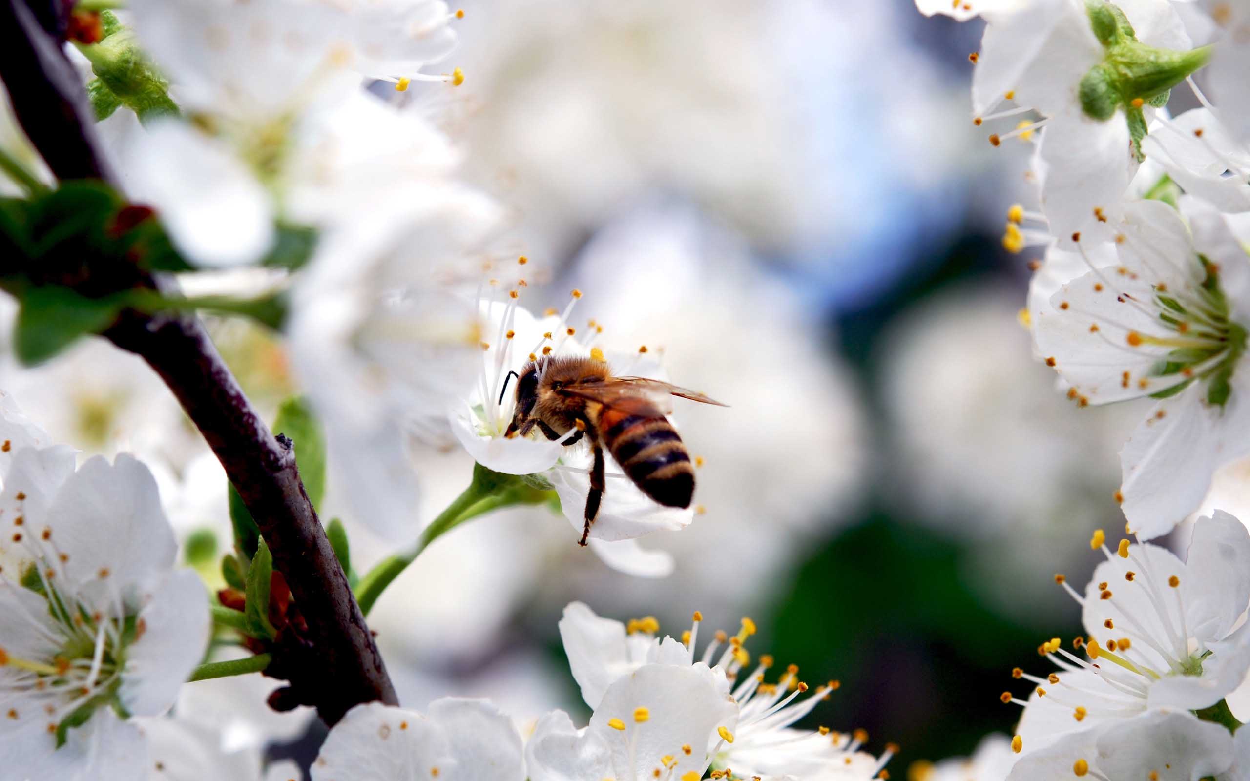 papier peint abeille miel,abeille,abeille,blanc,insecte,insecte ailé à membrane