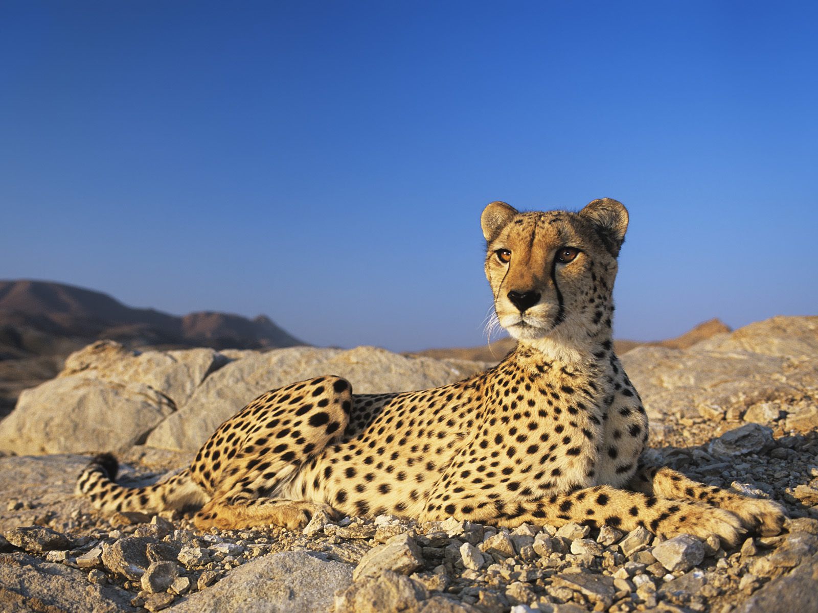 download di sfondi 3gp,animale terrestre,natura,ghepardo,leopardo,felidae
