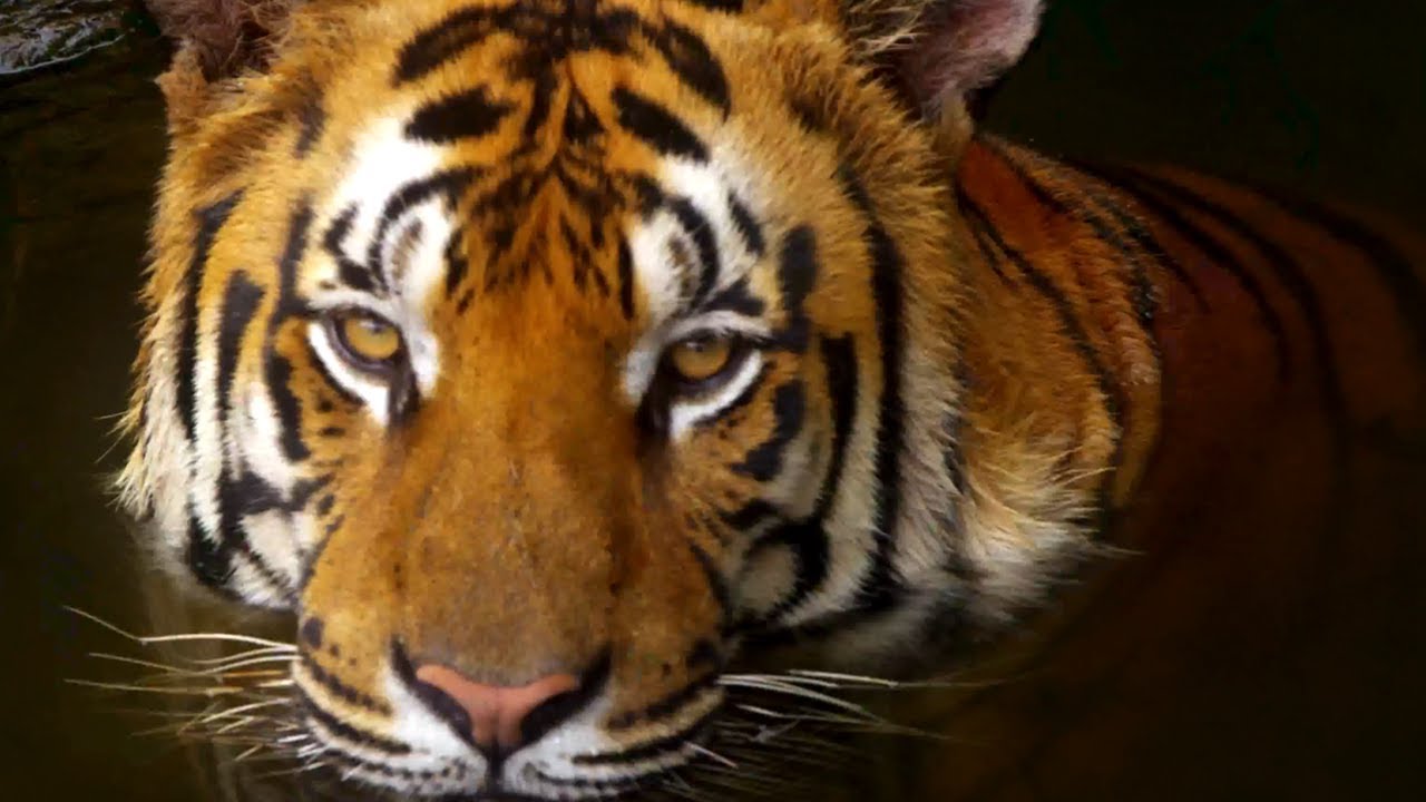 fond d'écran em hd,tigre,faune,animal terrestre,tigre du bengale,tigre de sibérie