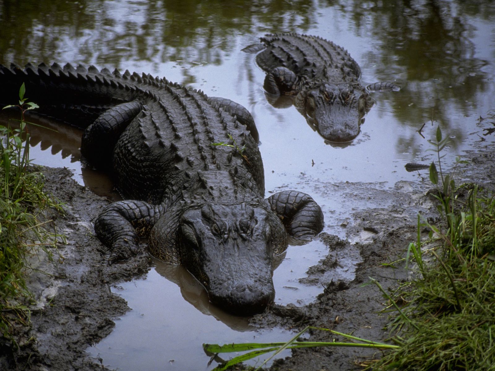 fond d'écran de tourbière,alligator,crocodile,alligator américain,crocodile marin,crocodile du nil