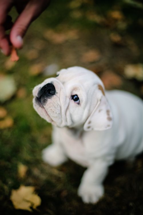 papel tapiz pappy,perro,perrito,bulldog inglés blanco,bulldog de juguete,buldog