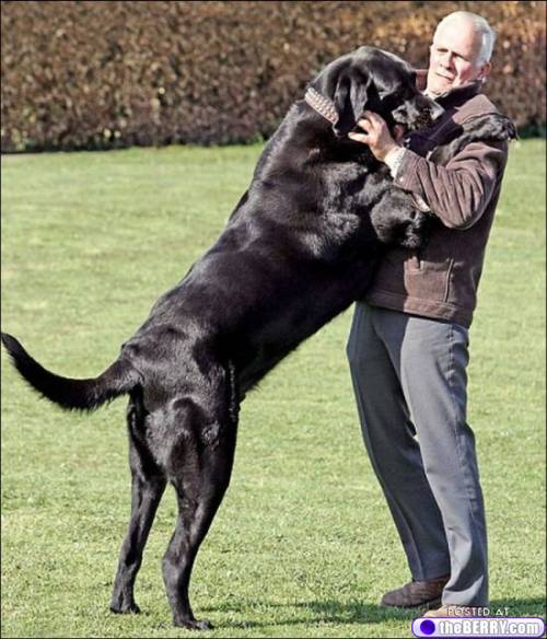 fond d'écran grand chien,chien,race de chien géant,grand danois,chien de garde,formation d'obéissance