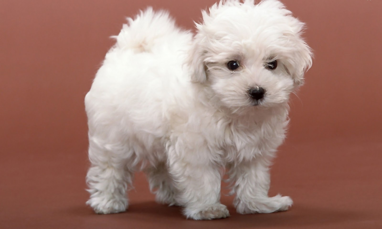 cute-white-dog-wallpaper-do-white-dogs-have-brown-around-their-eyes