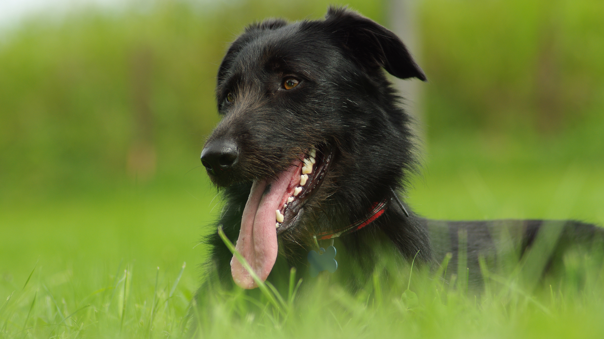 schwarzer hund tapete,hund,schnauze,schottischer hirschhund,sportgruppe,gras