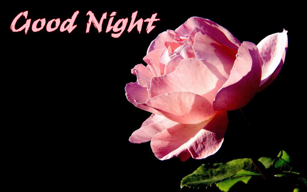 bonne nuit fond d'écran rose,plante à fleurs,pétale,fleur,rose,plante