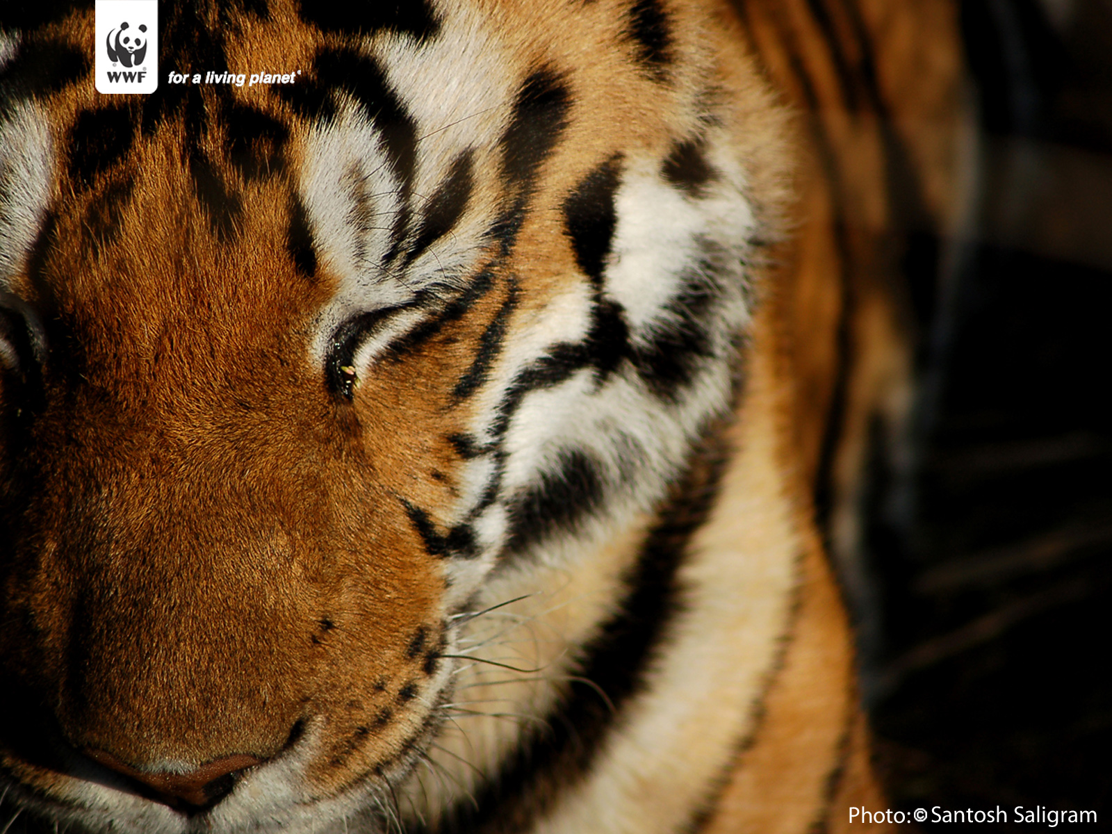 fond d'écran wwf,tigre,faune,tigre du bengale,tigre de sibérie,félidés