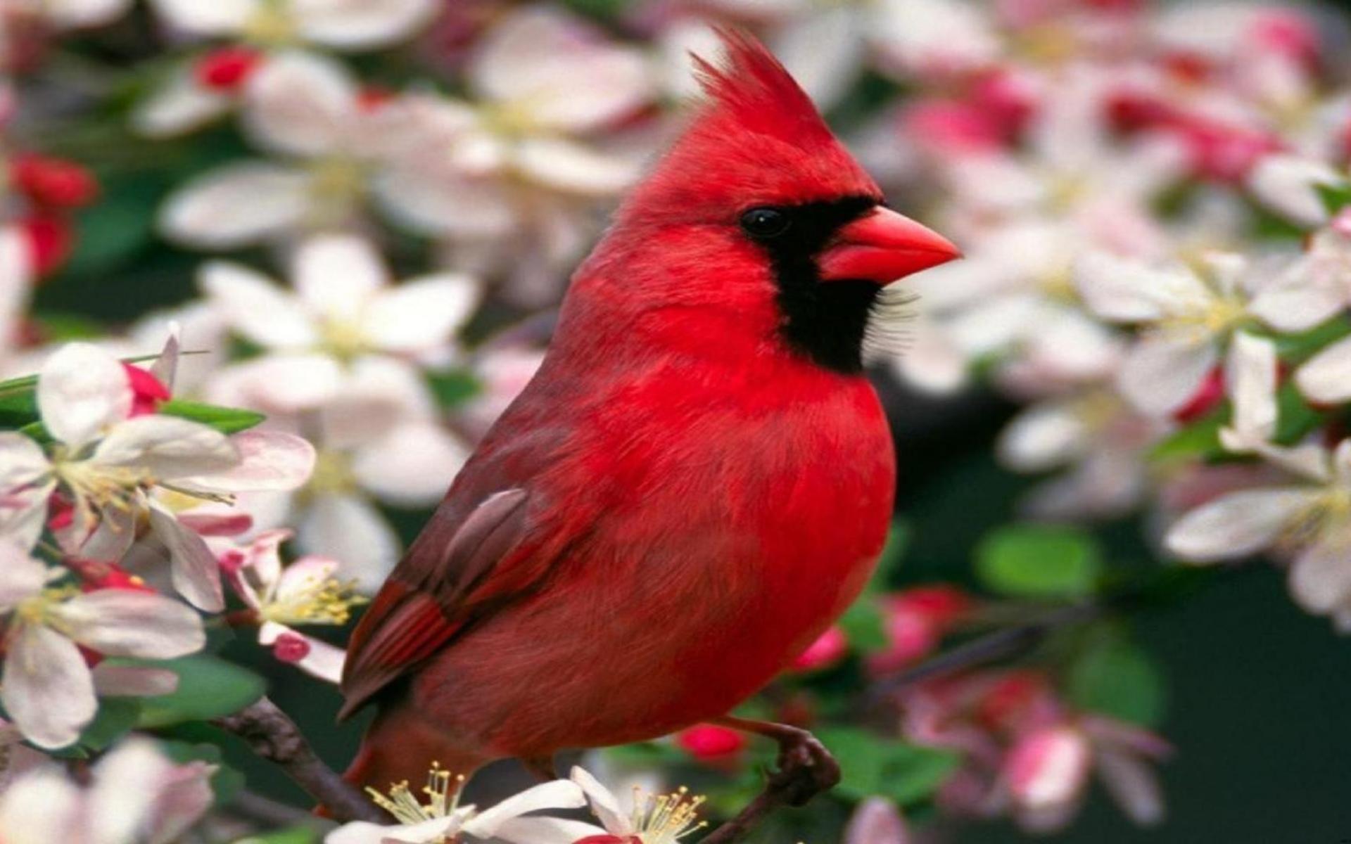 rote vogeltapete,vogel,nördlicher kardinal,kardinal,hockender vogel,pflanze