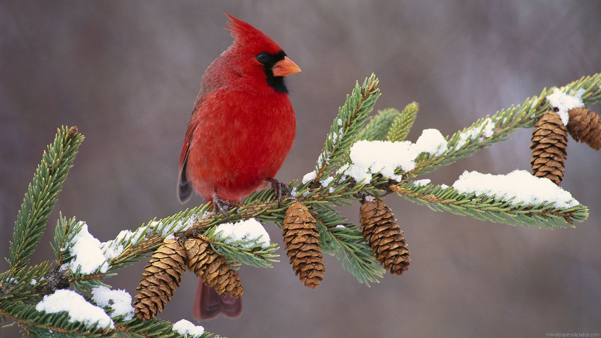 carta da parati uccello rosso,uccello,cardinale settentrionale,abete rosso,jack pine,cardinale