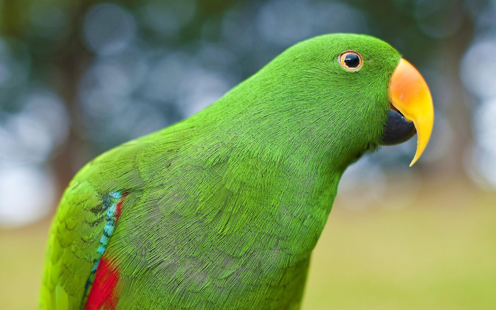 carta da parati uccello verde,uccello,parrocchetto,pappagallo,pappagallino,verde
