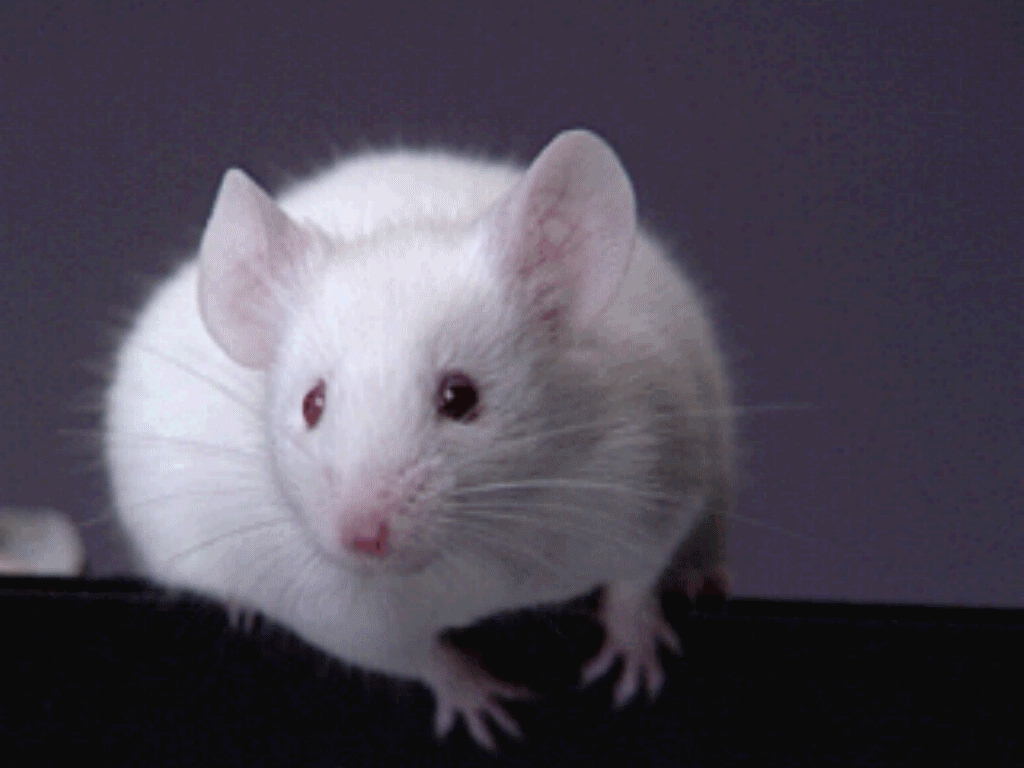 fondo de pantalla de ratones,rata,ratón,hámster,roedor,bigotes