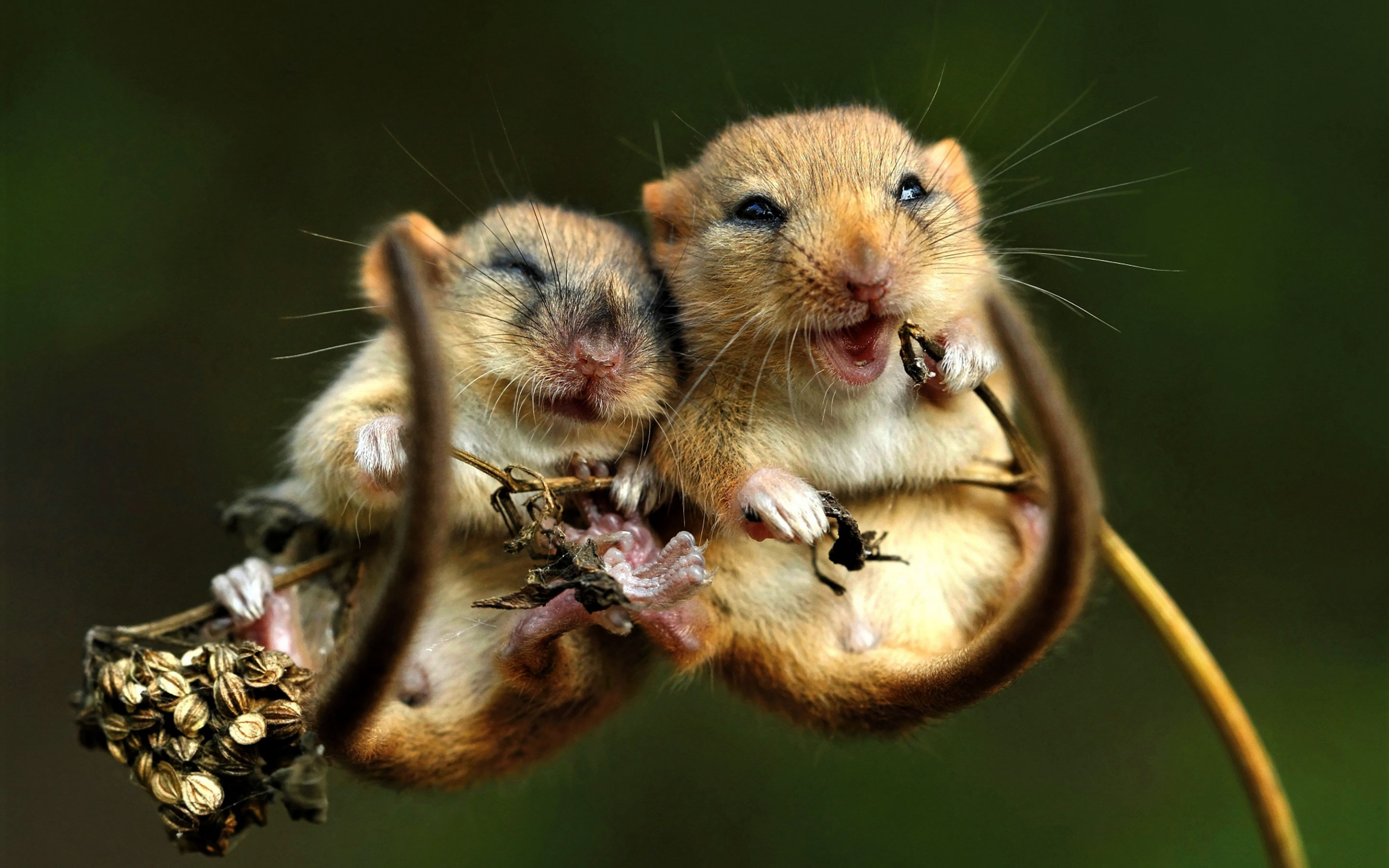 fondo de pantalla del ratón,jerbo,hámster,ratón,roedor,lirón