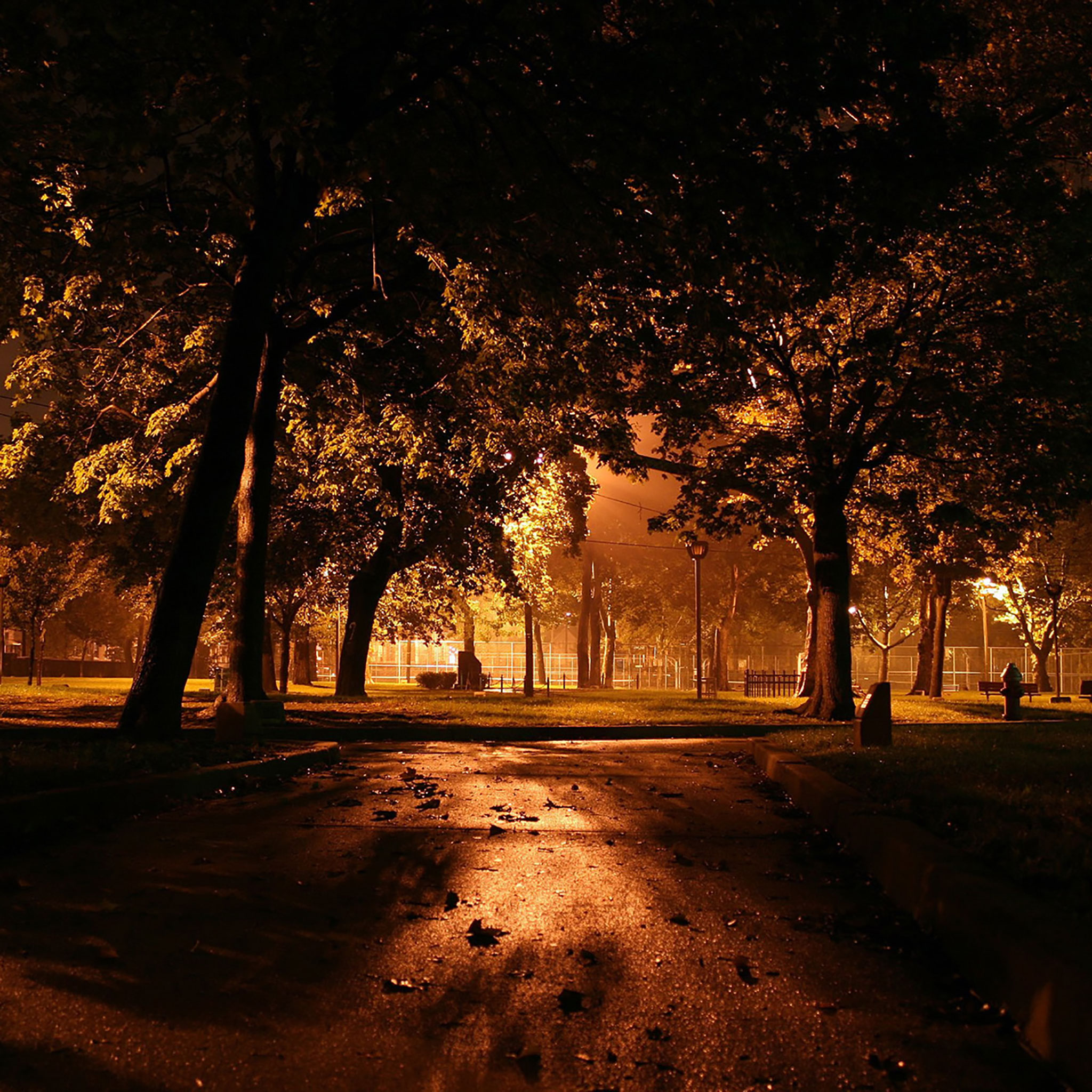 High Park At Night- WallpaperUse