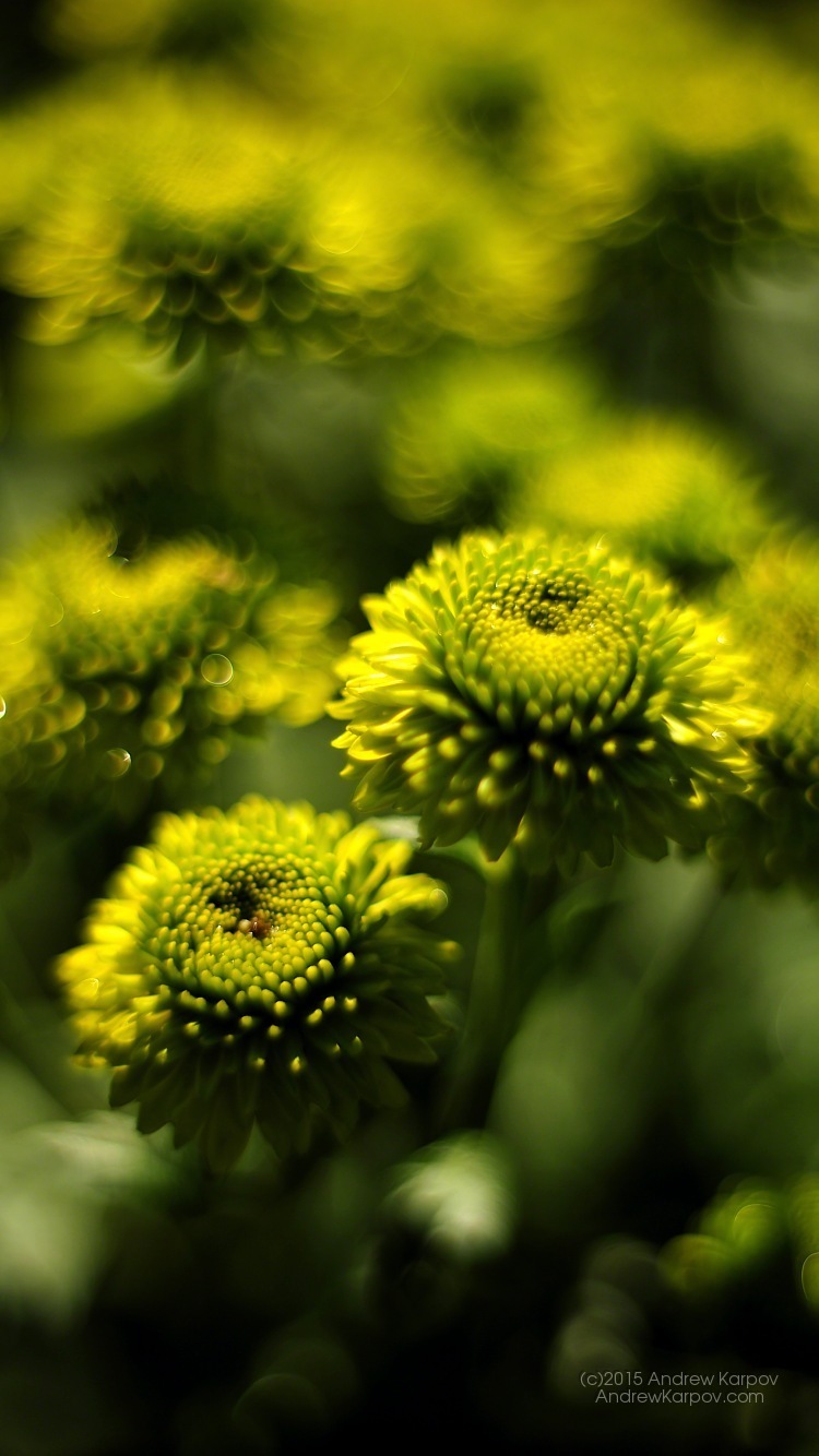 fondo de pantalla para iphone 6,flor,naturaleza,amarillo,verde,planta