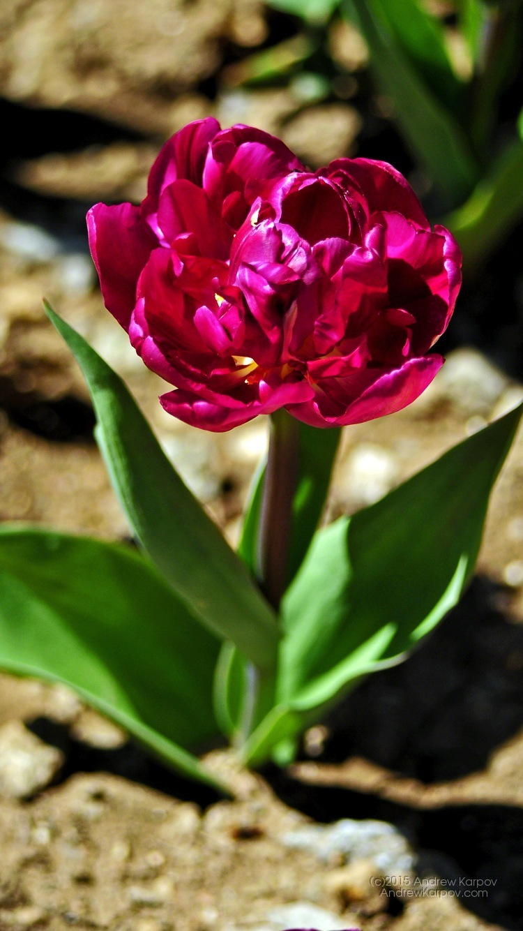 fondo de pantalla para iphone 6,flor,planta floreciendo,planta,pétalo,rosado