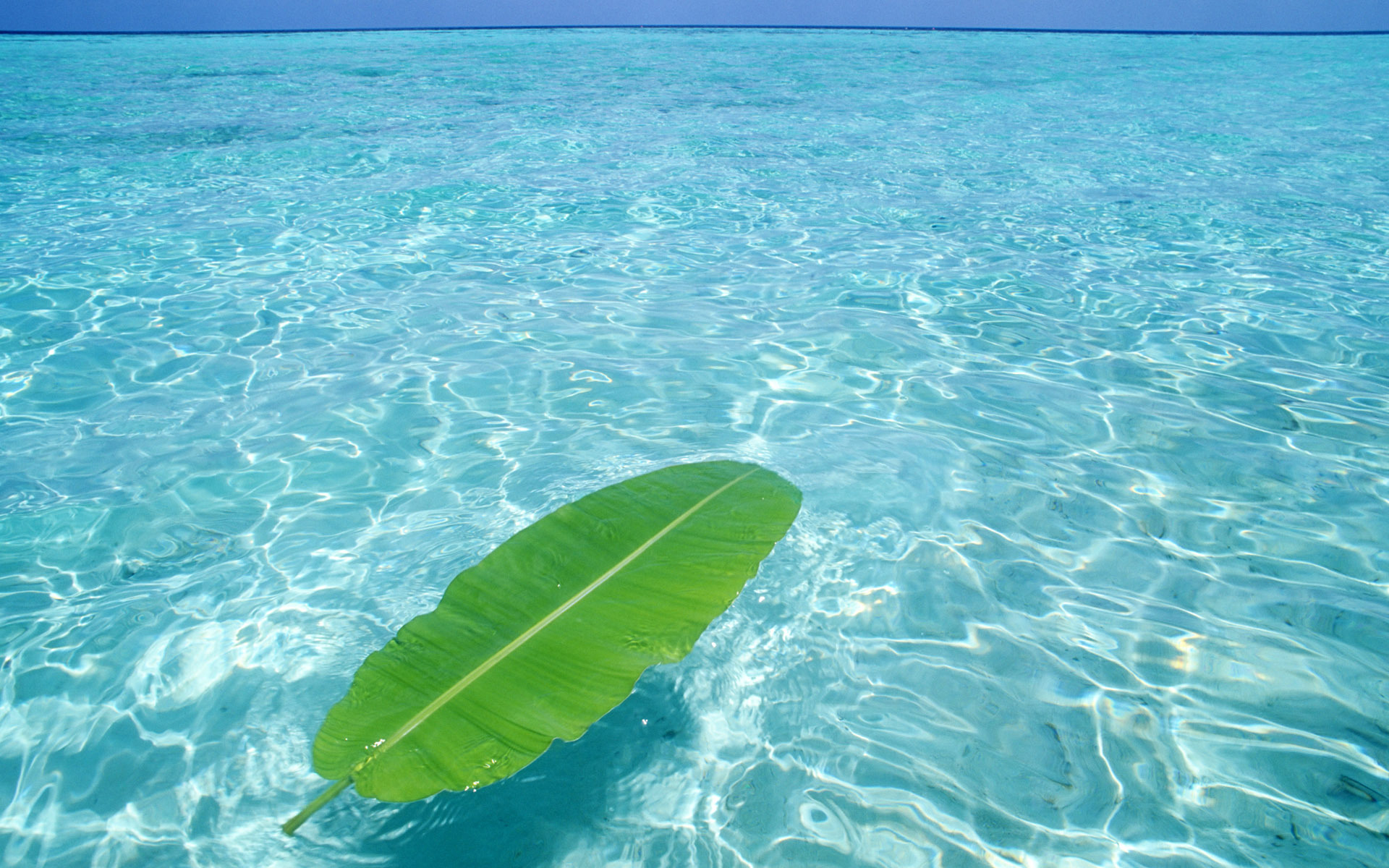 fondo de pantalla de agua clara,agua,azul,hoja,verde,mar