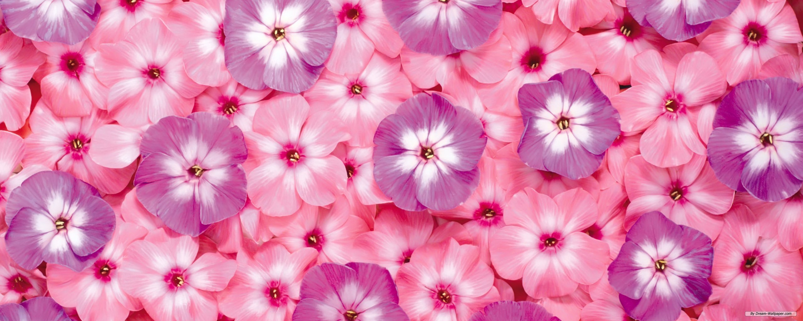blumenbildschirm tapete,rosa,blume,blütenblatt,pflanze,lila
