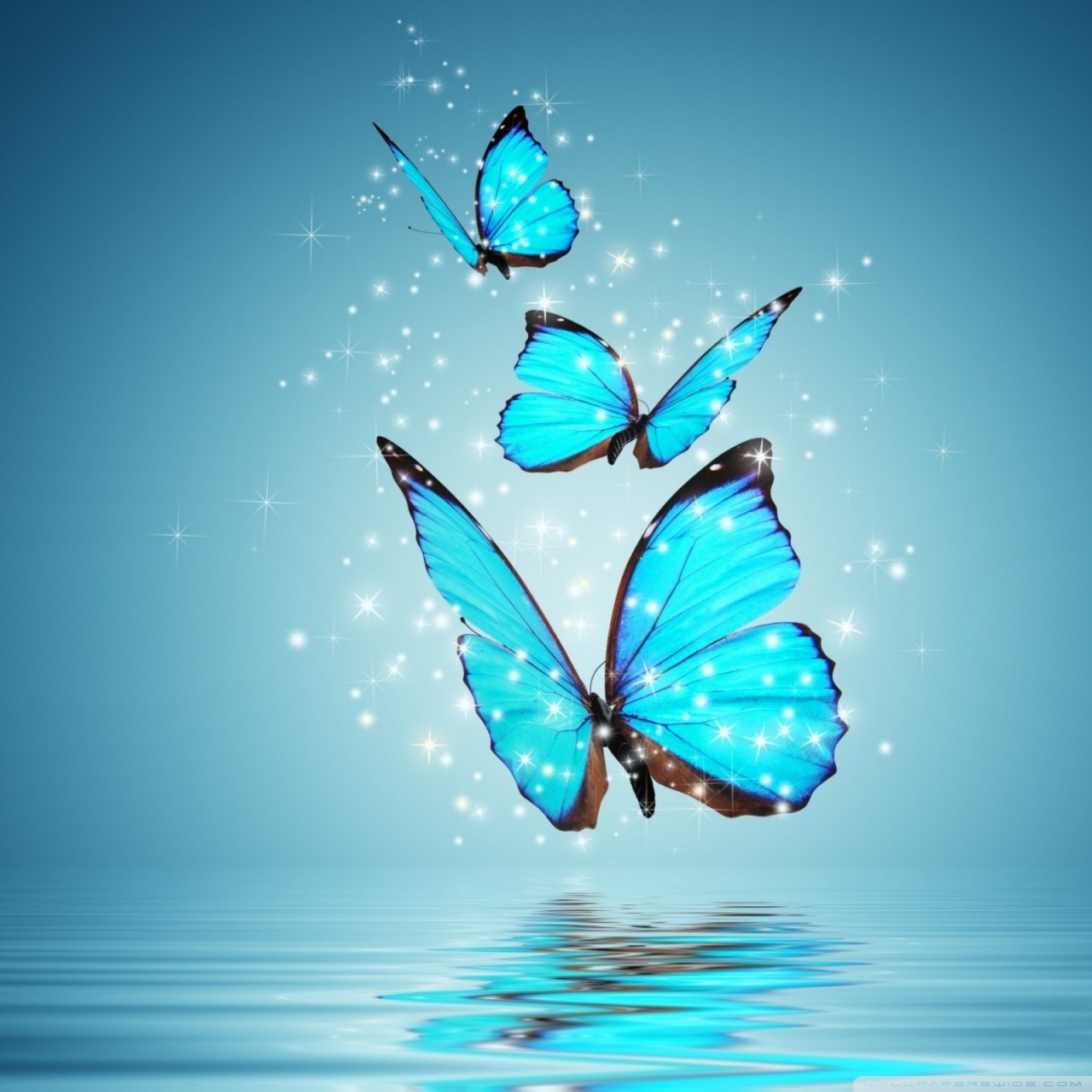 muy bonito fondo de pantalla hd,azul,mariposa,insecto,agua,turquesa