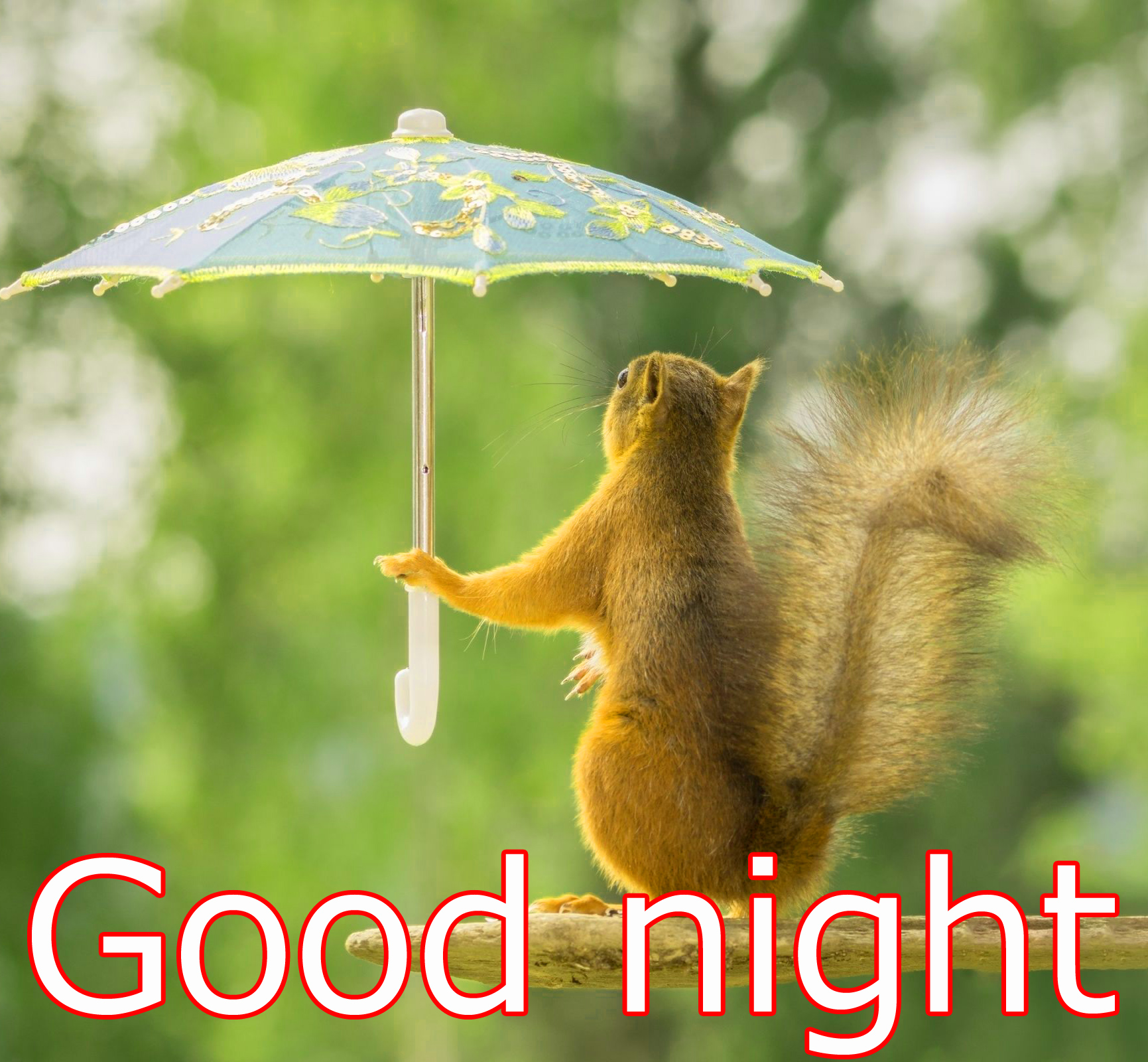 fond d'écran drôle bonne nuit,écureuil,matin,légende photo,faune,écureuil renard
