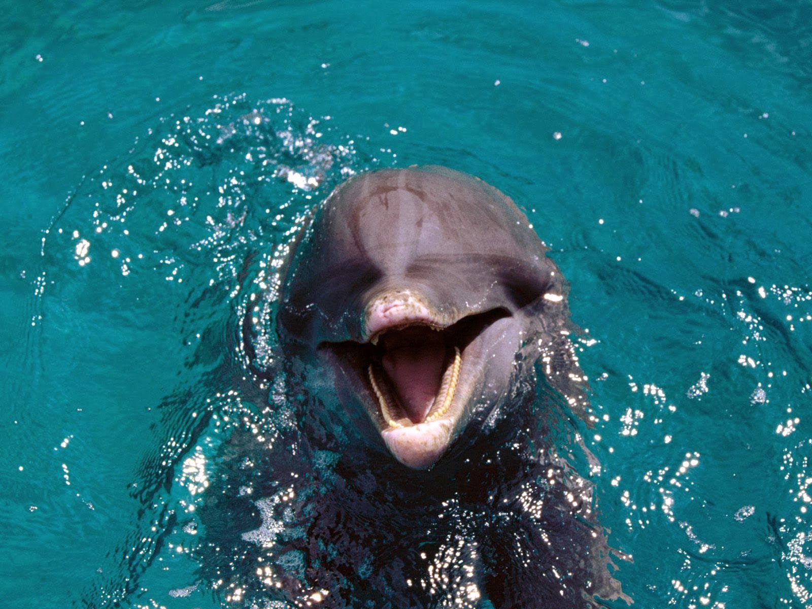fonds d'écran les mieux notés,grand dauphin commun,grand dauphin,dauphin,mammifère marin,dauphin commun à bec court