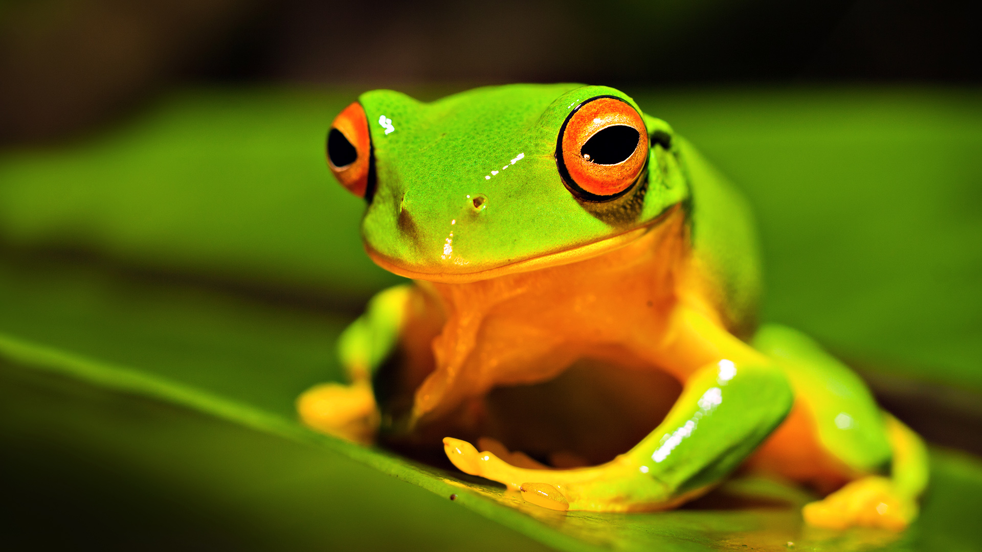 Green And Orange Animals- WallpaperUse