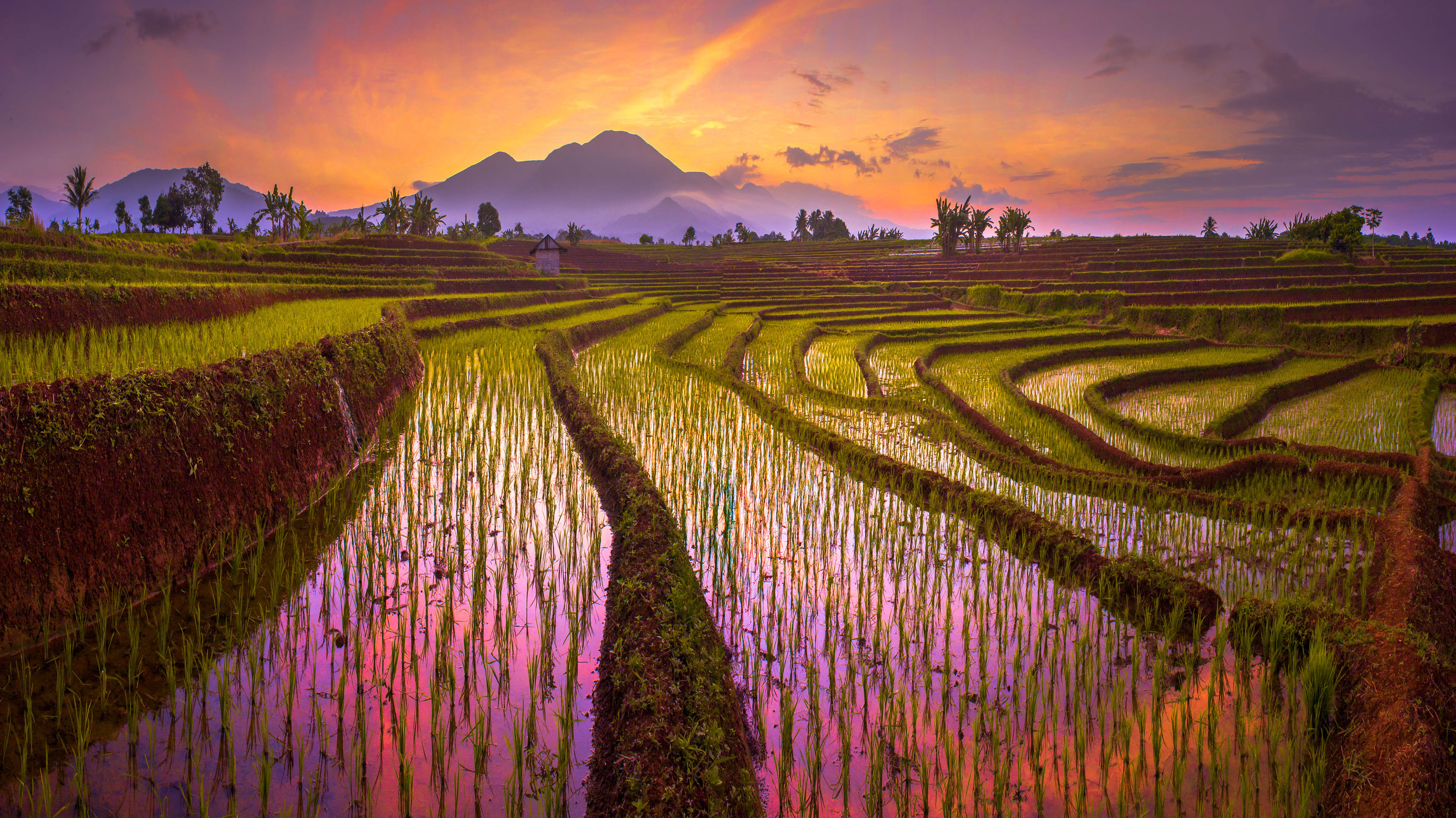 foto de fondo de pantalla,naturaleza,paisaje natural,campo de arroz,campo,terraza
