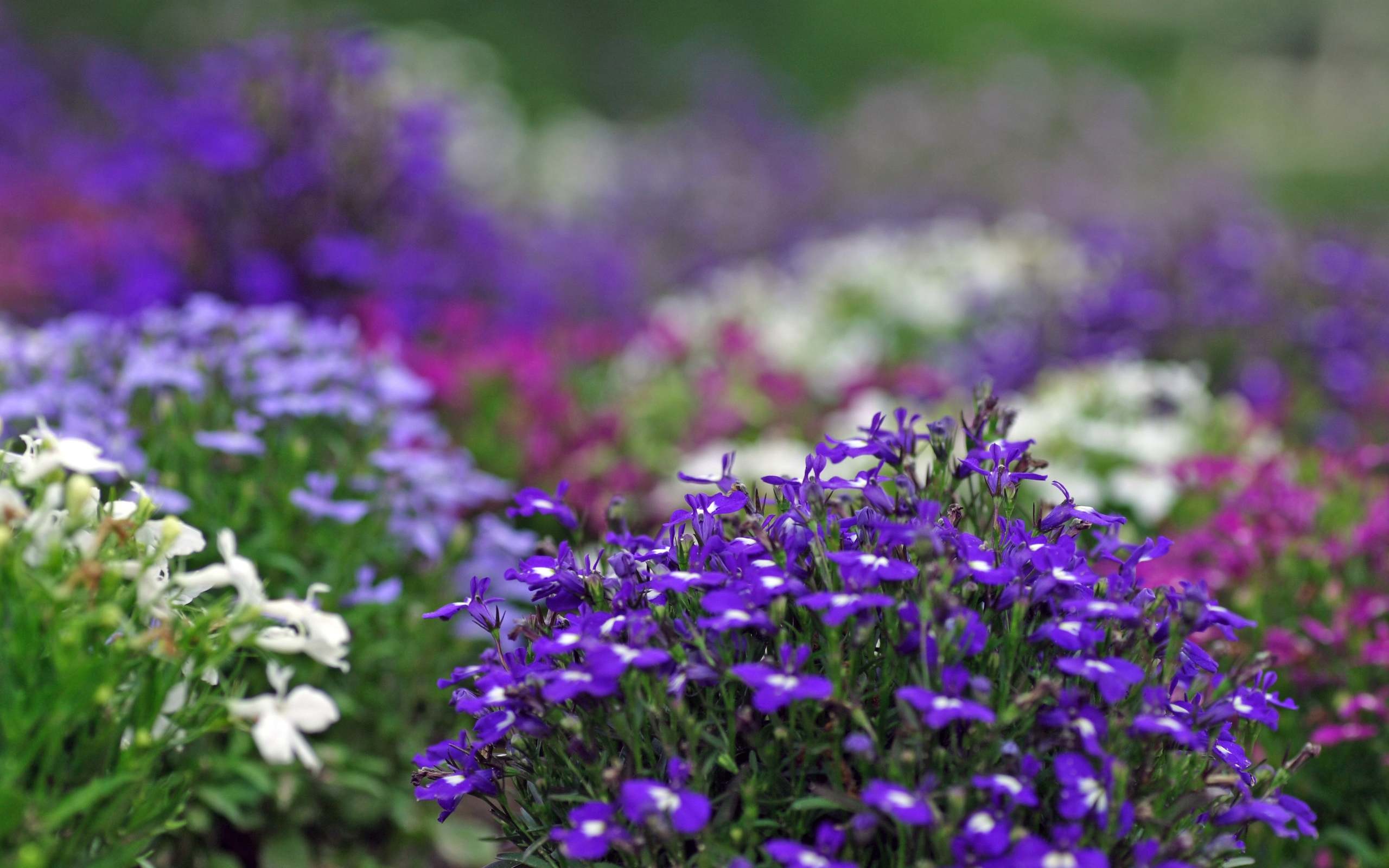 花画像壁紙,花,開花植物,工場,ラベンダー,紫の