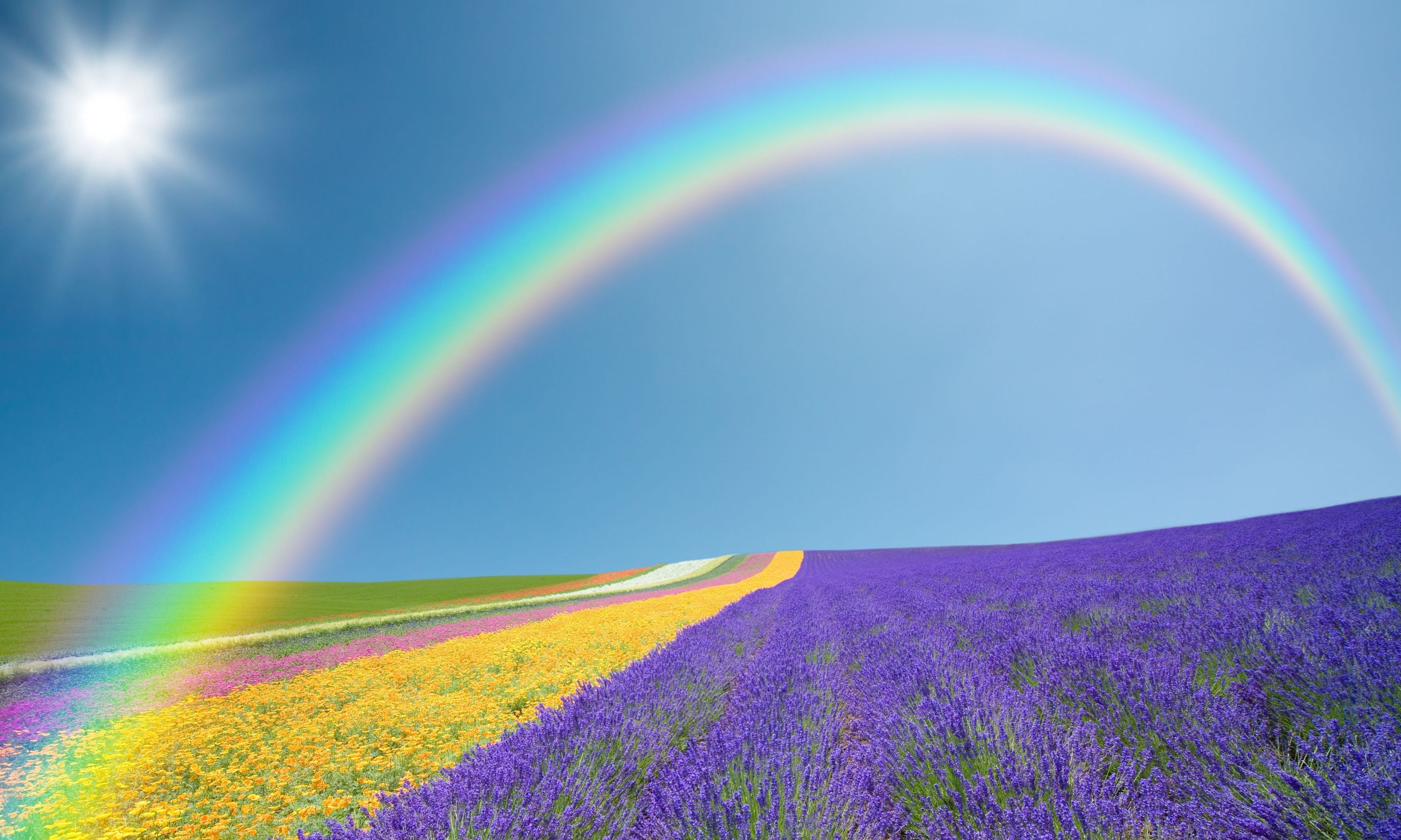 carta da parati arcobaleno,arcobaleno,cielo,lavanda,natura,paesaggio naturale