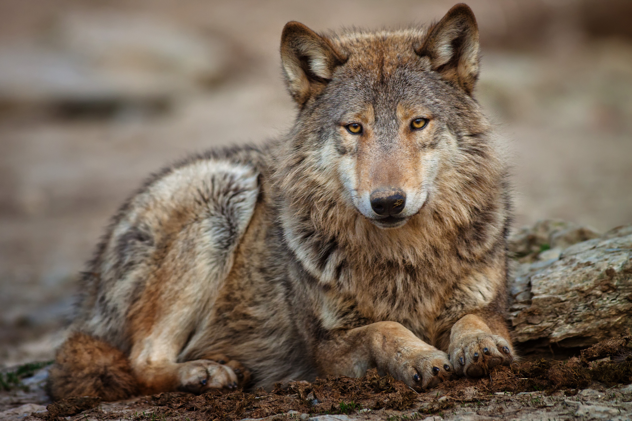 wolf tapete,tierwelt,landtier,wolf,roter wolf,kojote