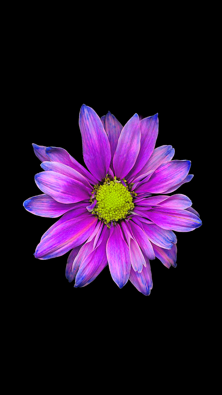 Flower Wallpaper Iphone Flower Flowering Plant Petal Purple Violet 0777 Wallpaperuse