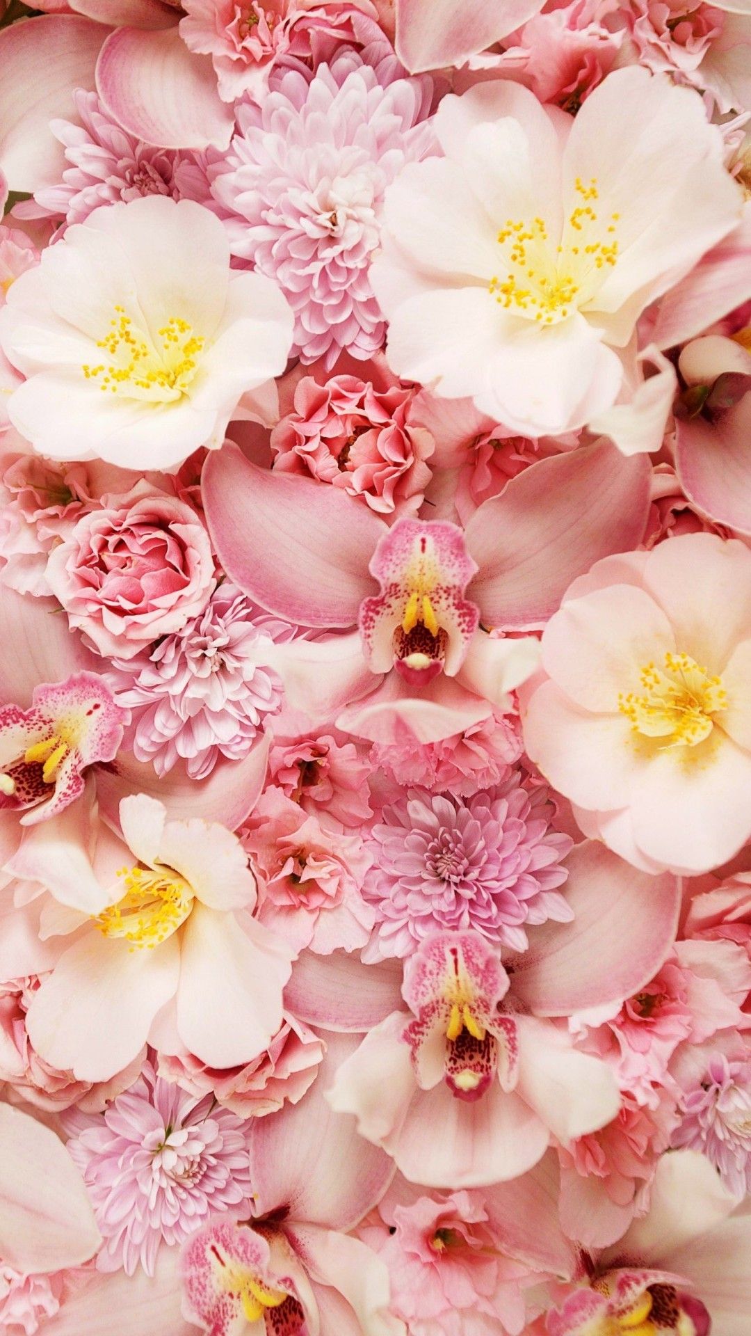 かわいい花の壁紙,花,花弁,ピンク,工場,開花植物