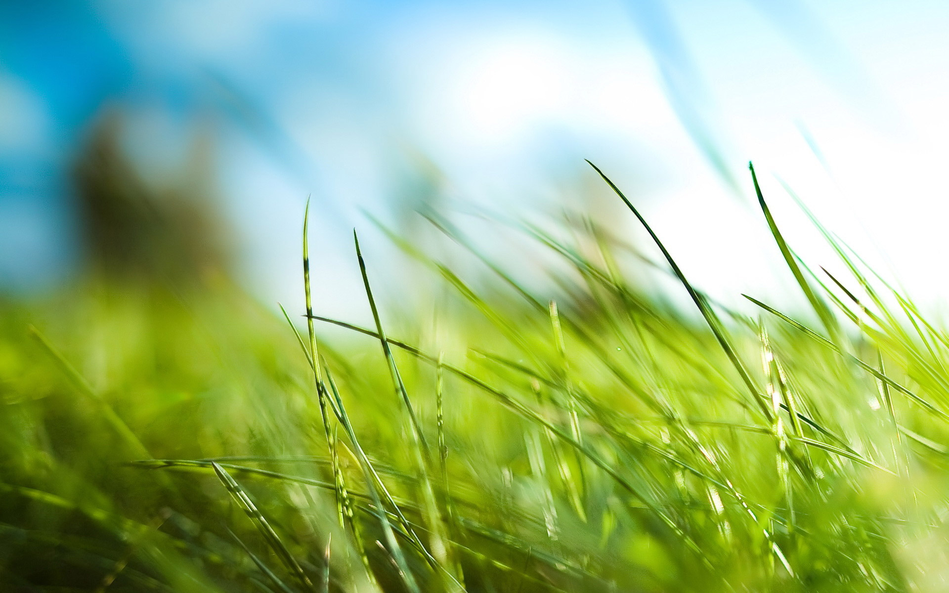 fondo de pantalla de hierba,césped,naturaleza,verde,paisaje natural,planta