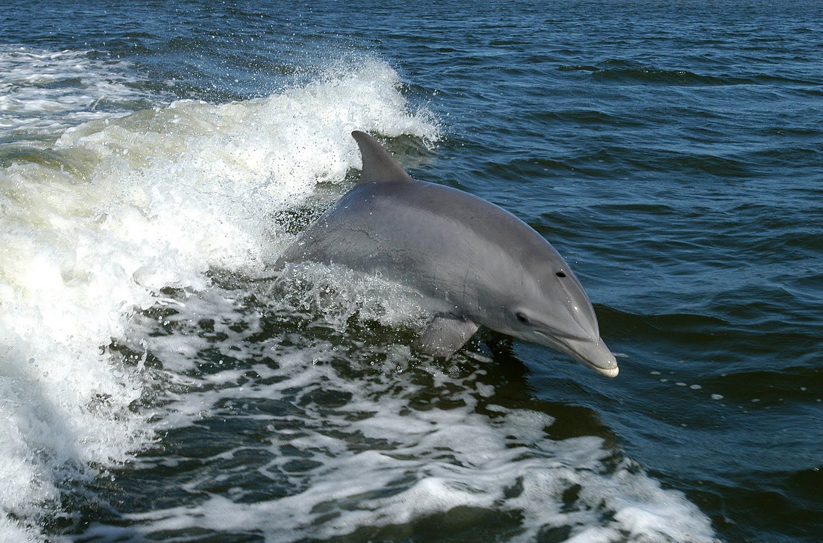 fondo de pantalla de delfines,delfín nariz de botella,delfín,mamífero marino,delfín nariz de botella común,delfín común de pico corto