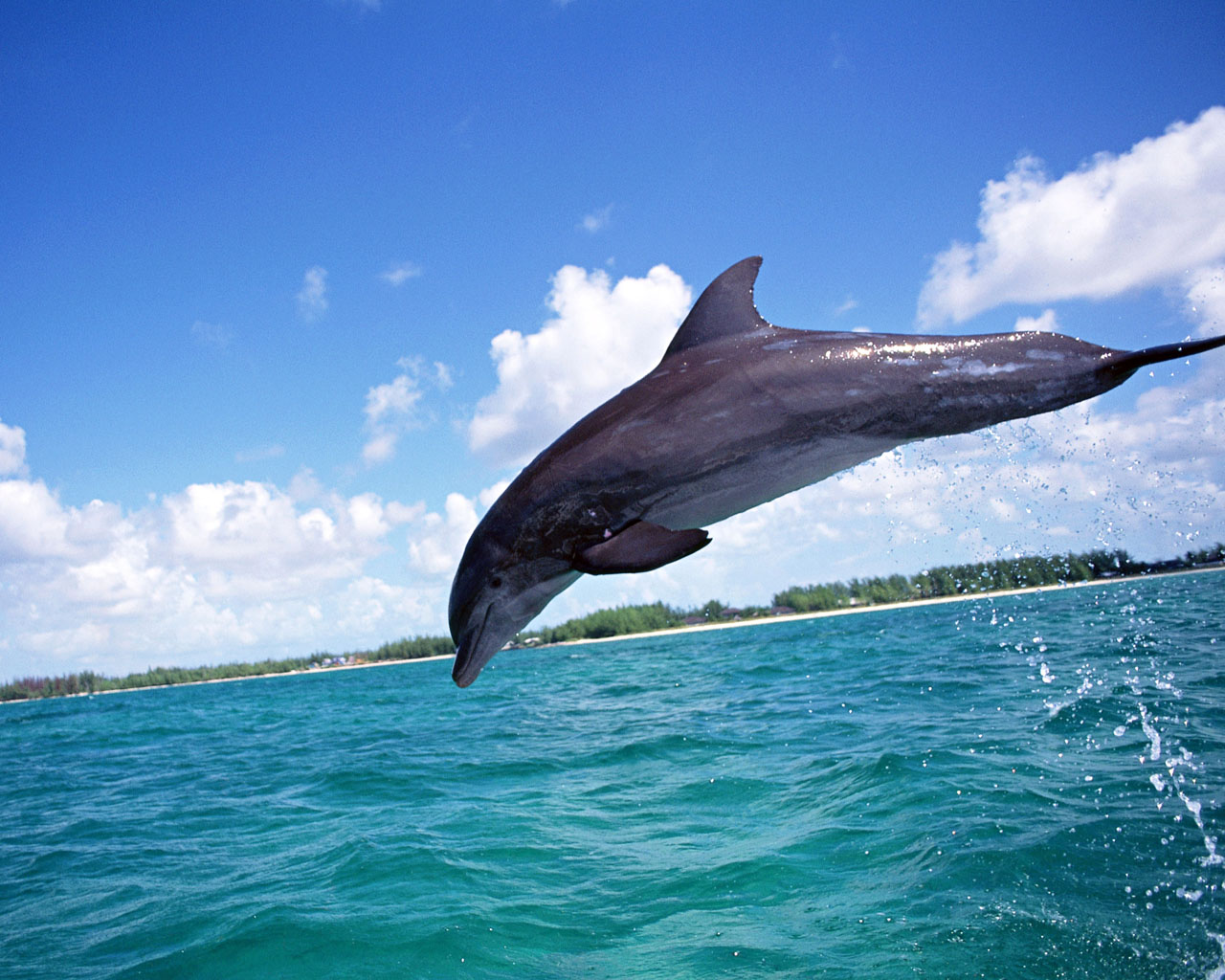 carta da parati delfino,delfino,delfino di tursiope comune,delfino tursiope,delfino comune dal becco corto,mammifero marino