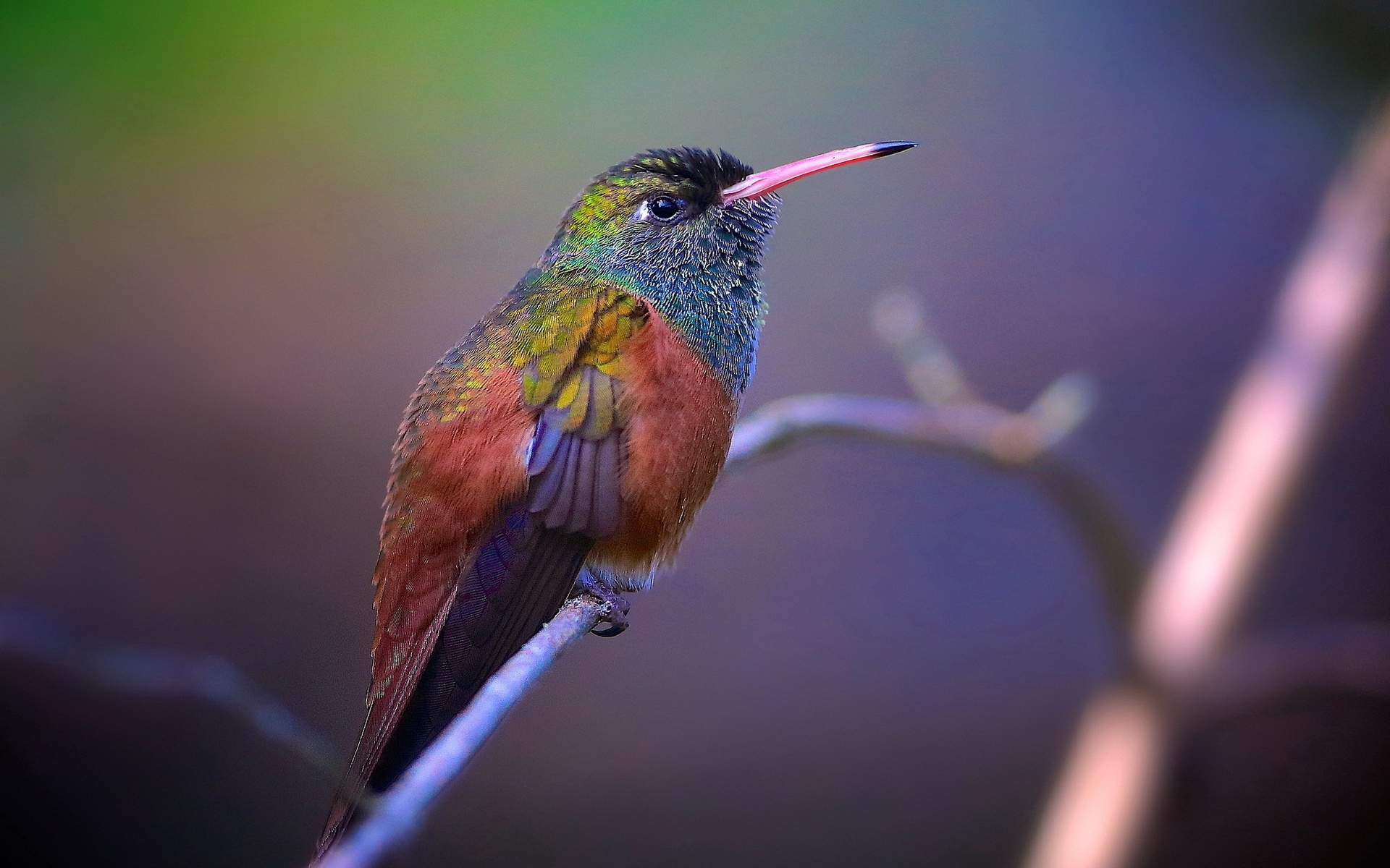 fondo de pantalla de colibrí,pájaro,colibrí,colibrí rufo,jacamar,fauna silvestre