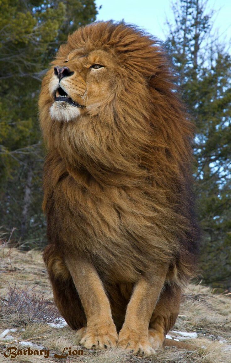 fond d'écran leon,lion,animal terrestre,cheveux,lion masai,félidés