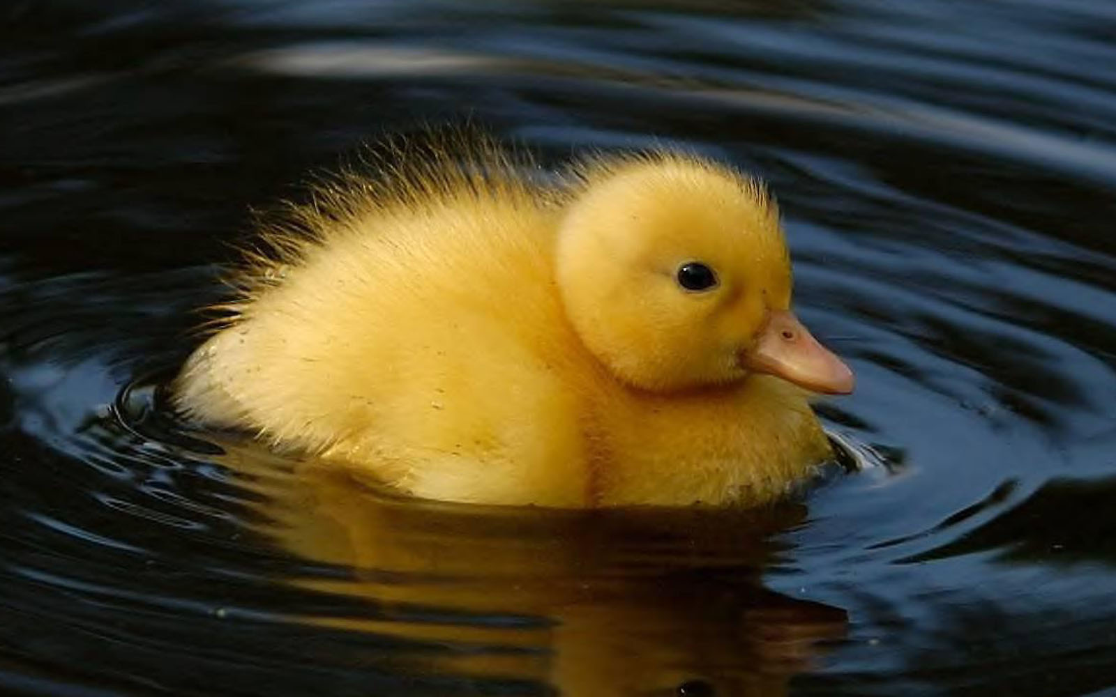 Yellow Duckling Baby Ducks WallpaperUse