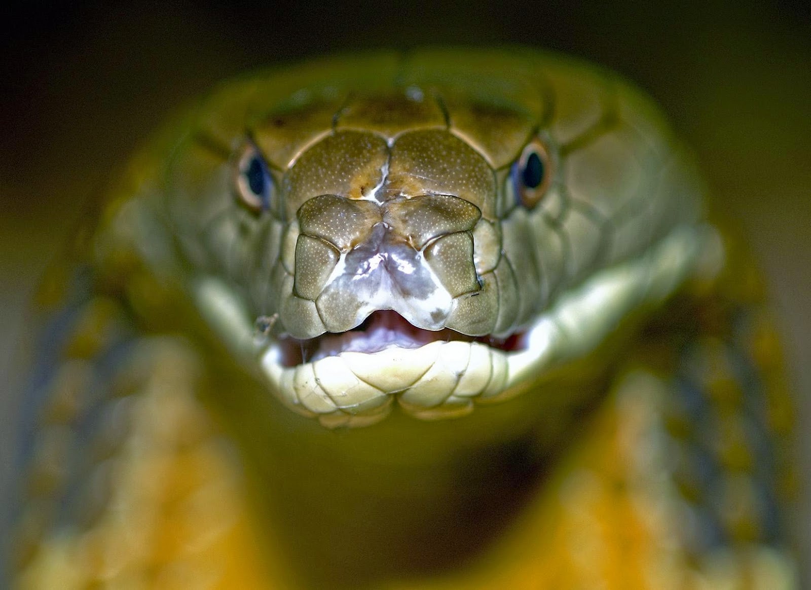 fond d'écran cobra,reptile,serpent,serpent,elapidae,famille python