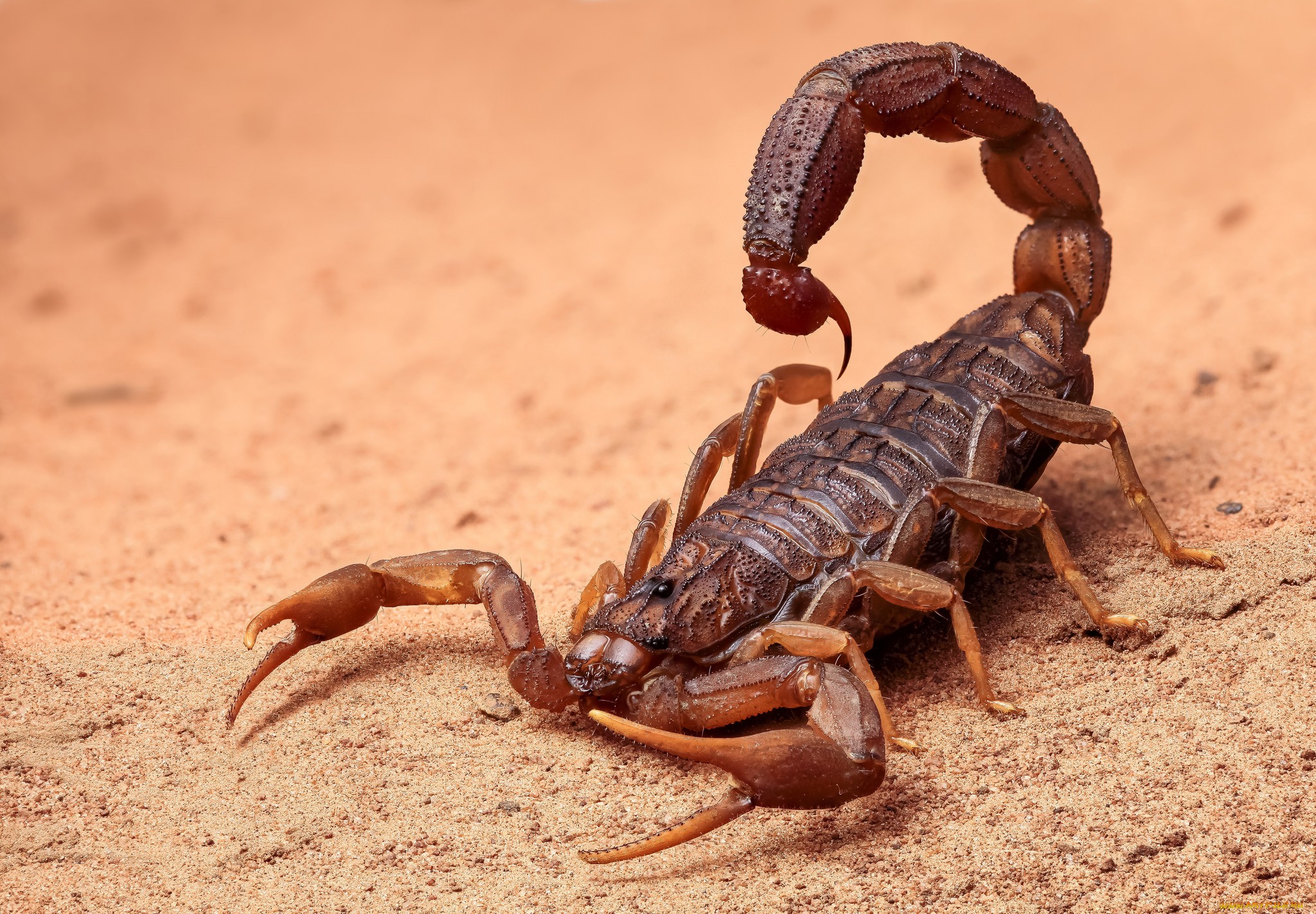 skorpion tapete,skorpion,wirbellos,landtier,gliederfüßer,insekt