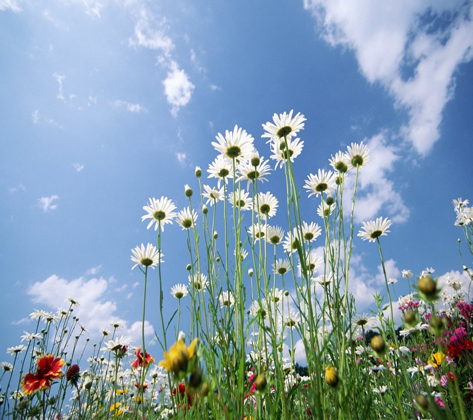fond d'écran samsung hd 1080p,fleur,plante à fleurs,ciel,prairie,paysage naturel