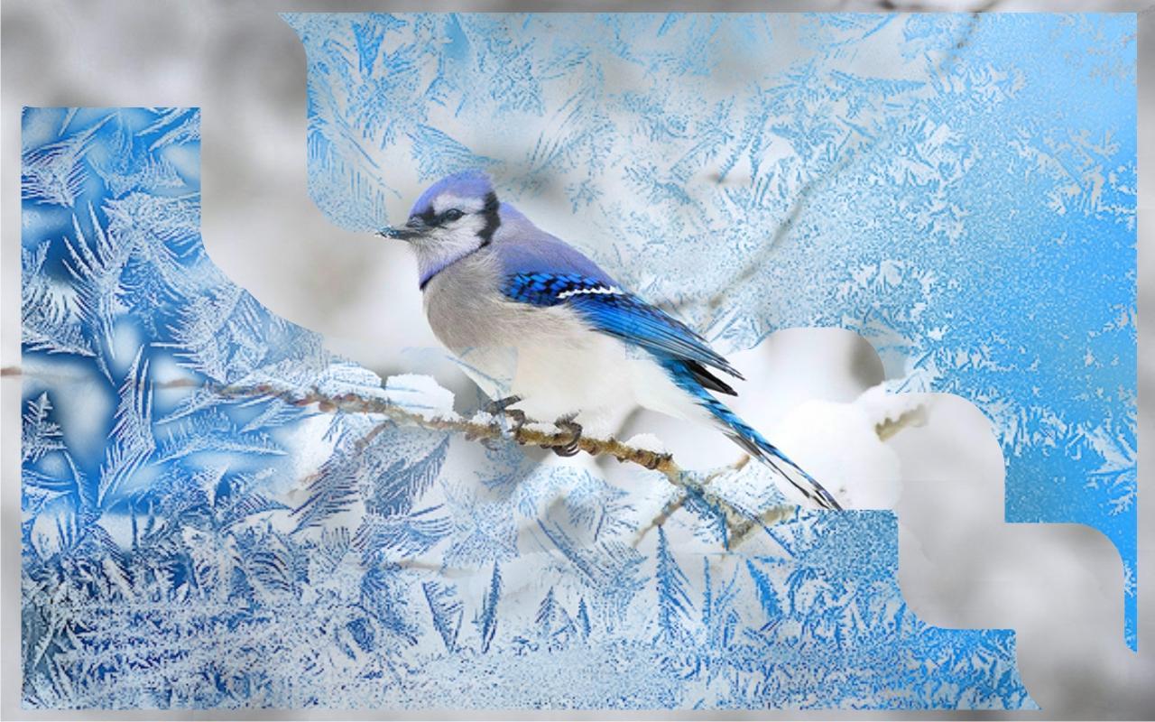 pájaros live wallpaper,arrendajo azul,pájaro,arrendajo,azul,pájaro posado