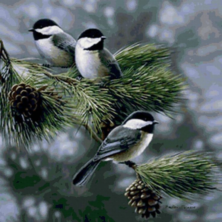 pájaros live wallpaper,pájaro,carbonero negro,árbol,planta,planta leñosa