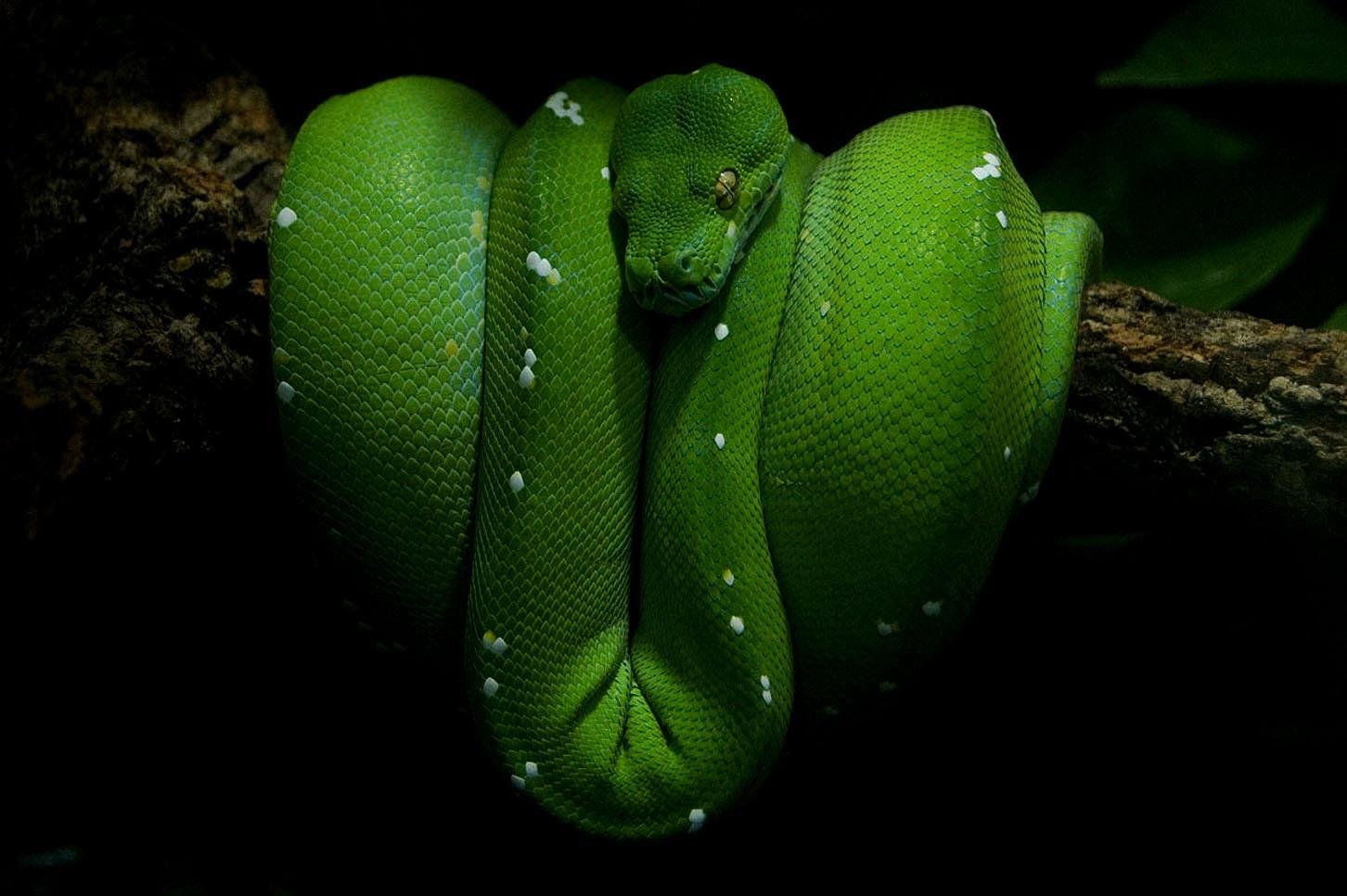 Python壁紙 ヘビ 蛇 なめらかなヘビ 緑 爬虫類 Wallpaperuse