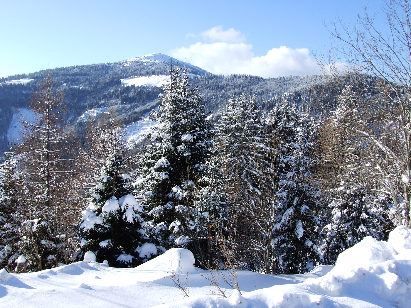 fondo de pantalla gratis,nieve,invierno,montaña,árbol,cordillera